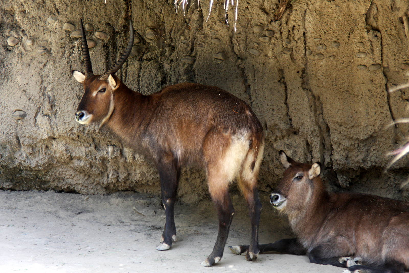 2013 Chapultepec Zoo