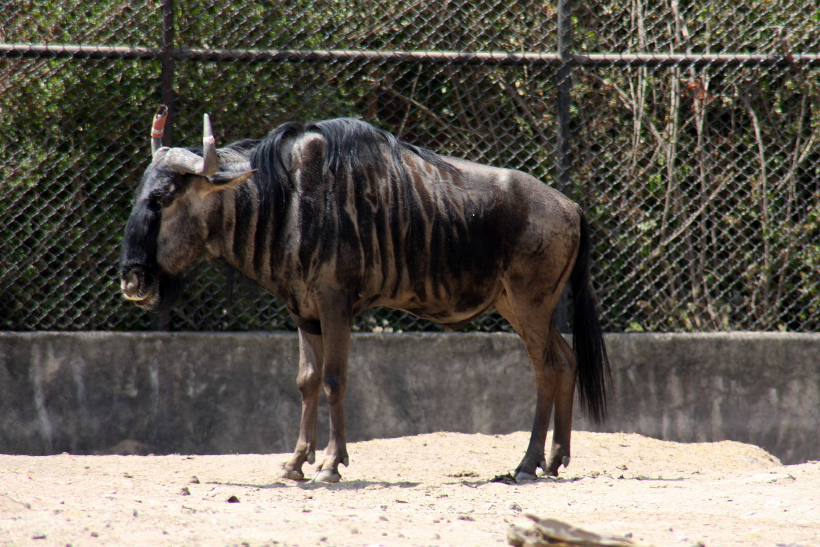 2013 Chapultepec Zoo