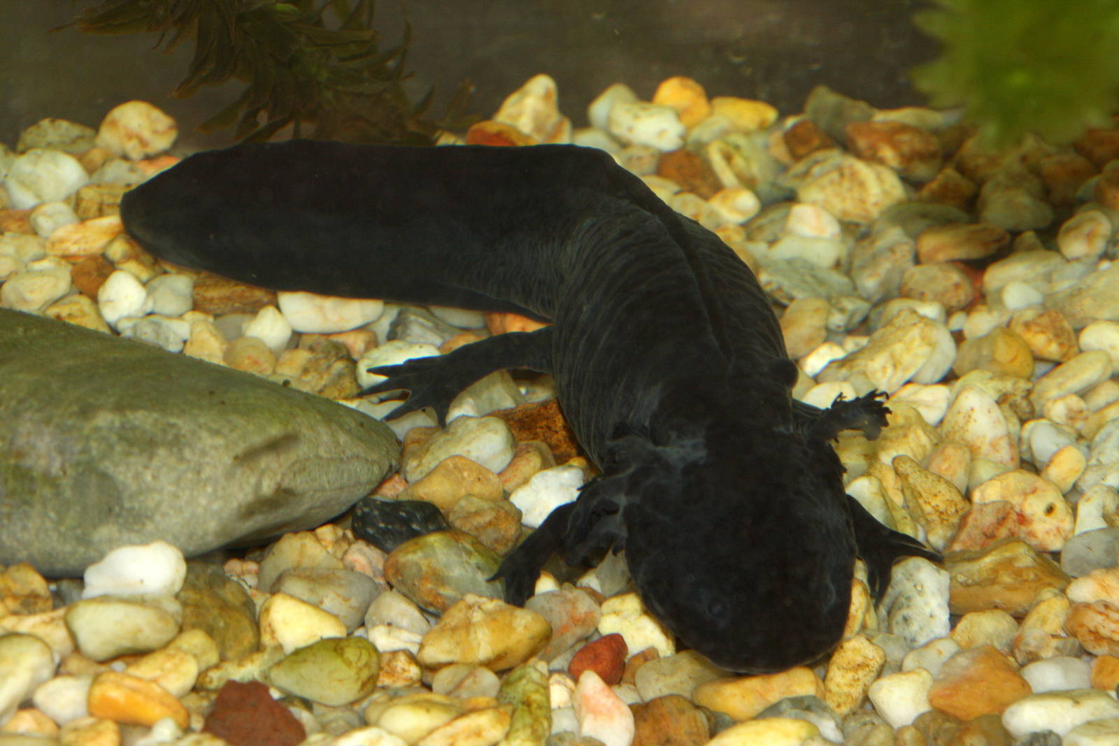 2013 Chapultepec Zoo