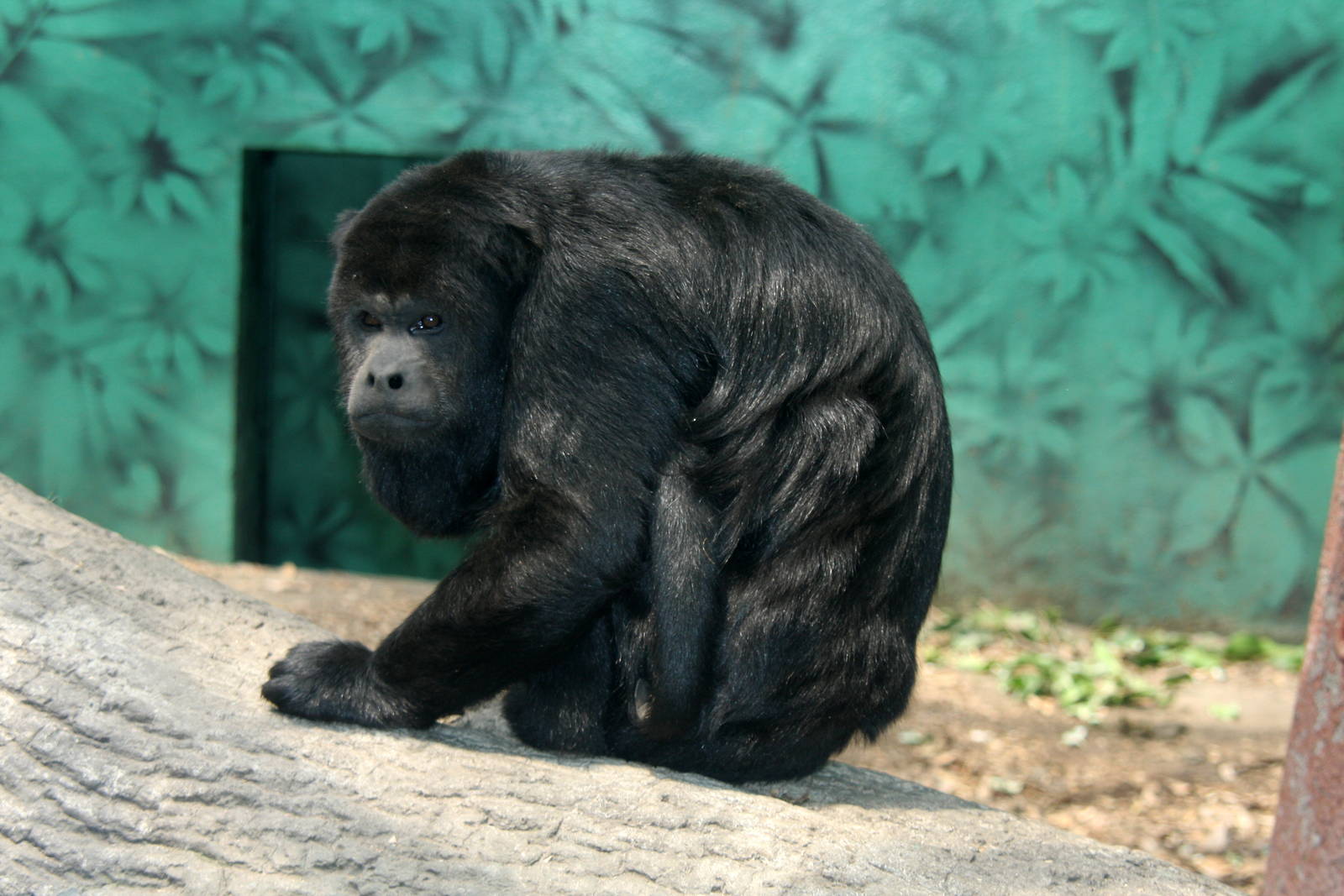 2013 Chapultepec Zoo