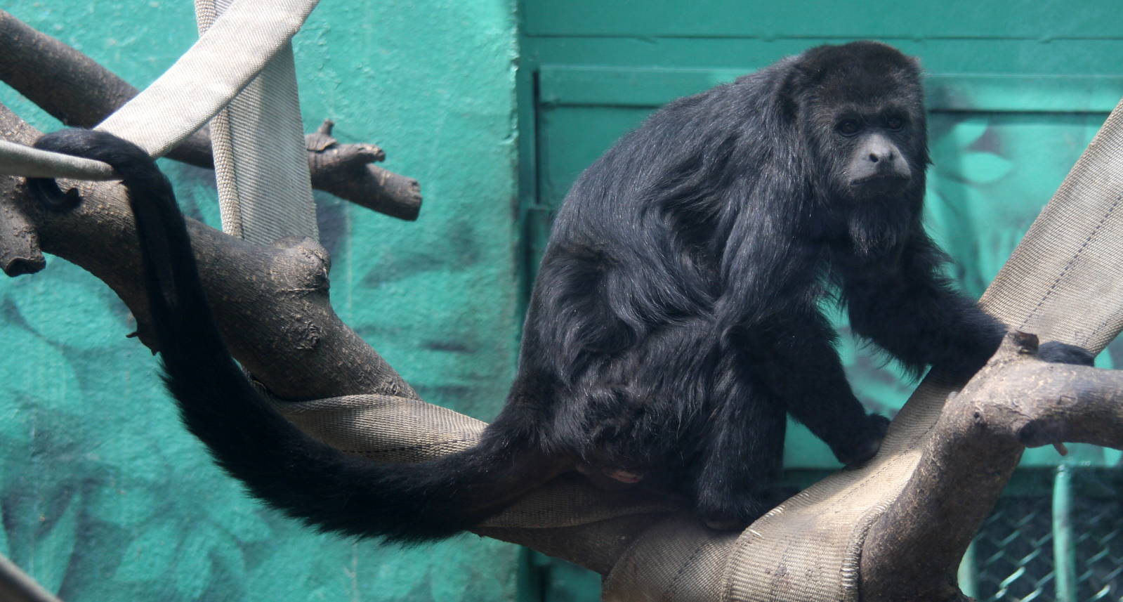 2013 Chapultepec Zoo