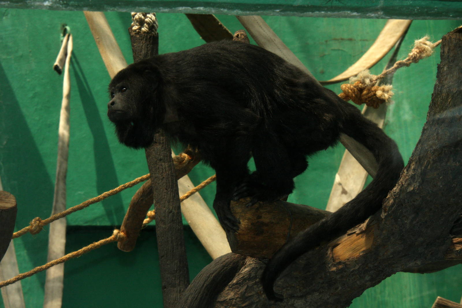 2013 Chapultepec Zoo