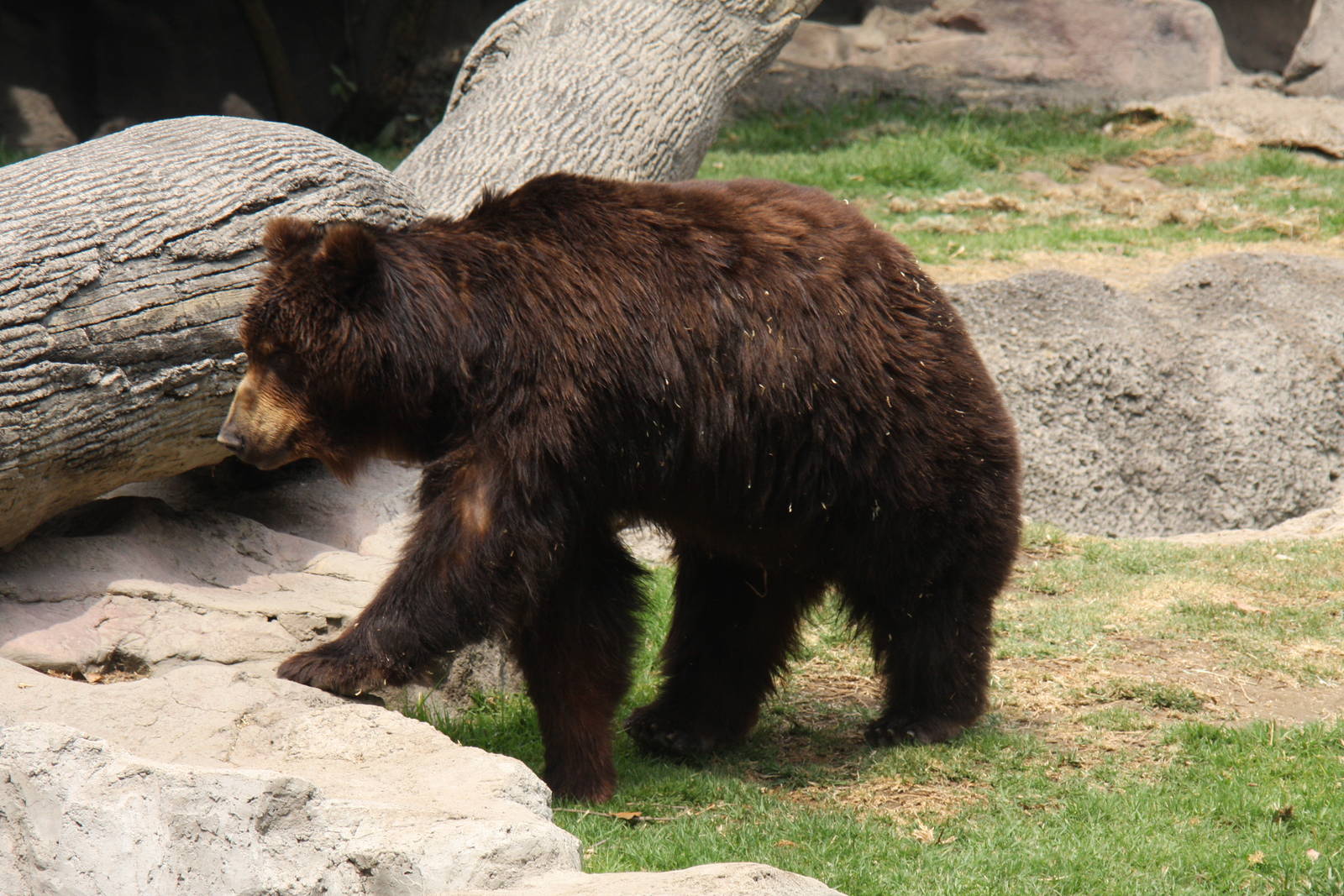 2013 Chapultepec Zoo