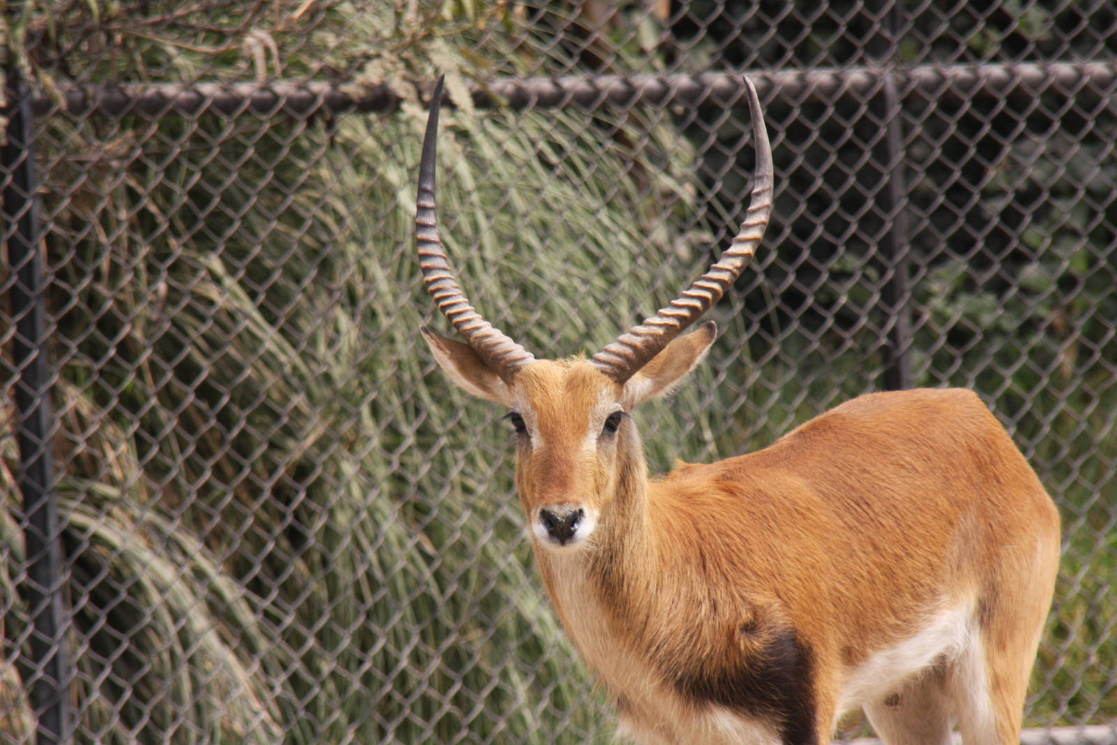 2013 Chapultepec Zoo