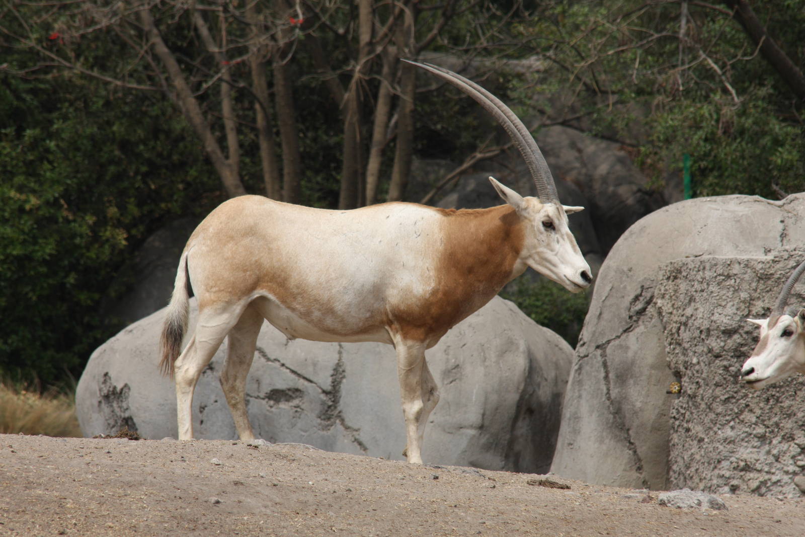 2013 Chapultepec Zoo