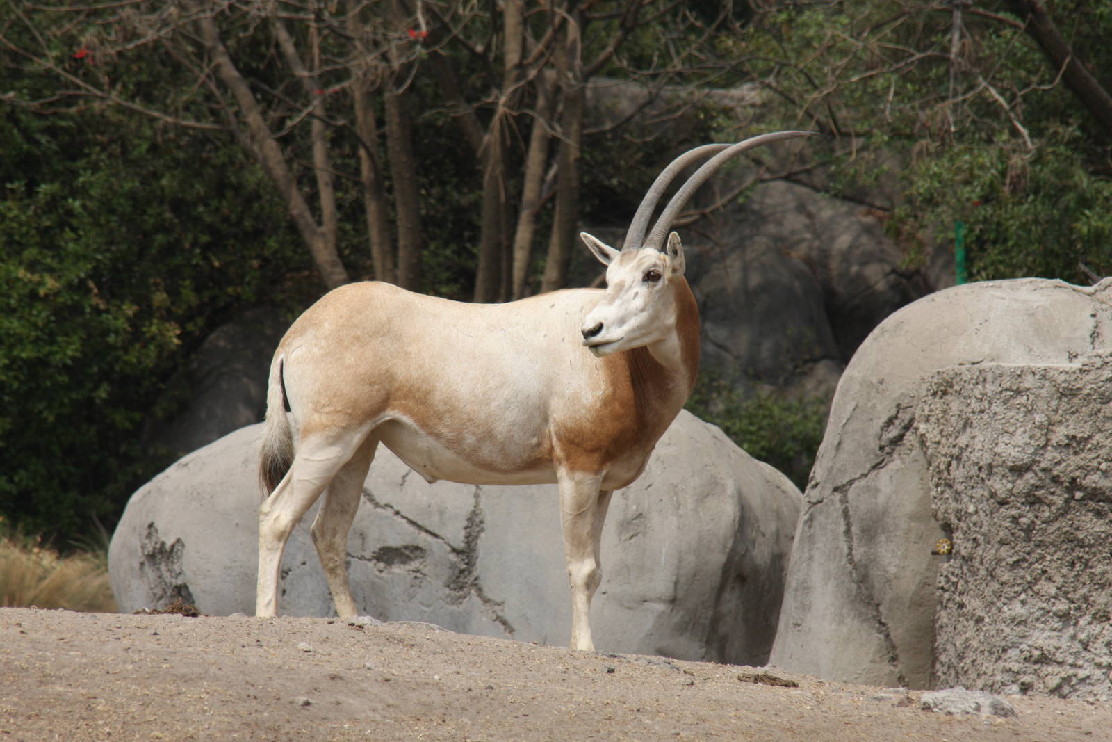 2013 Chapultepec Zoo