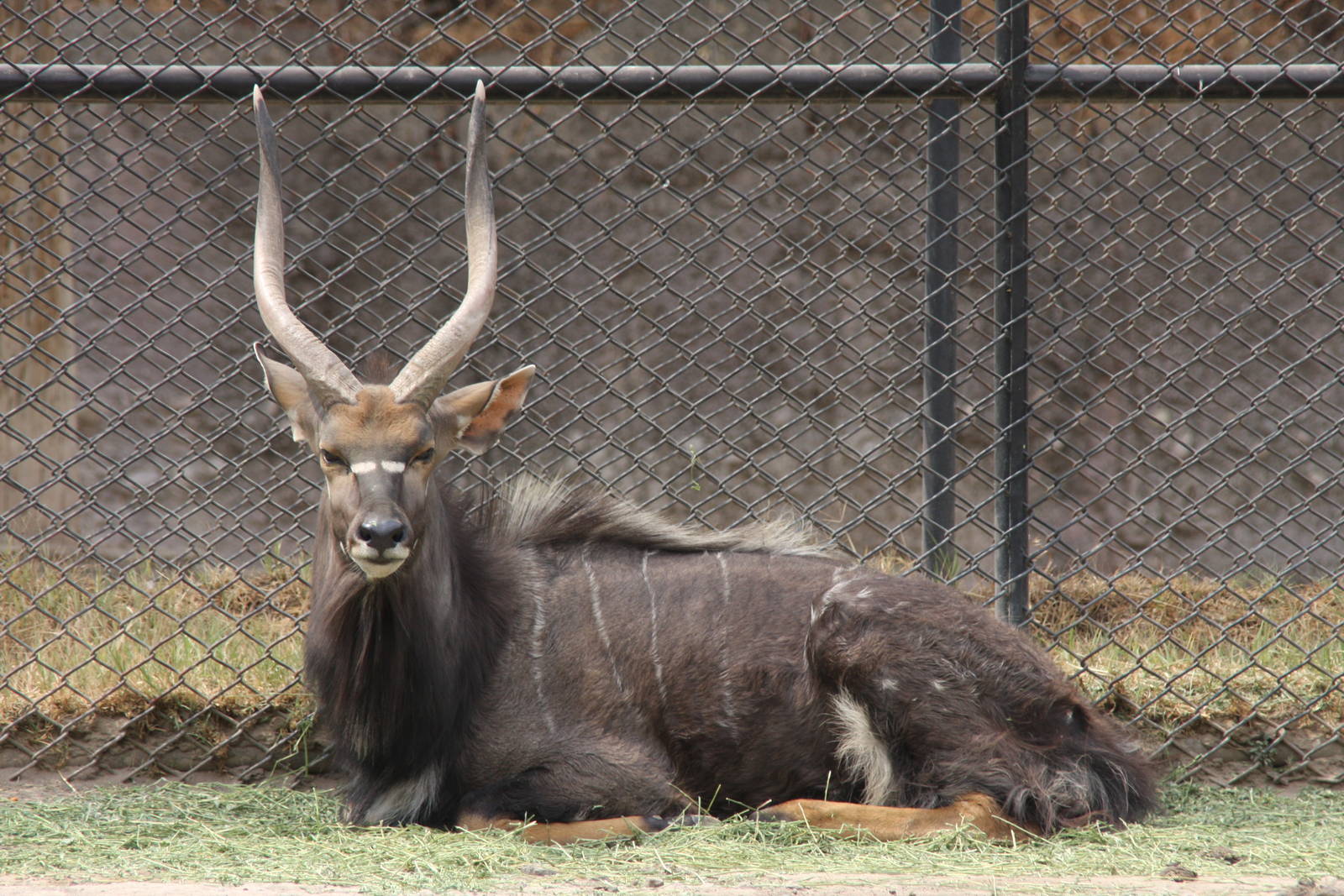 2013 Chapultepec Zoo