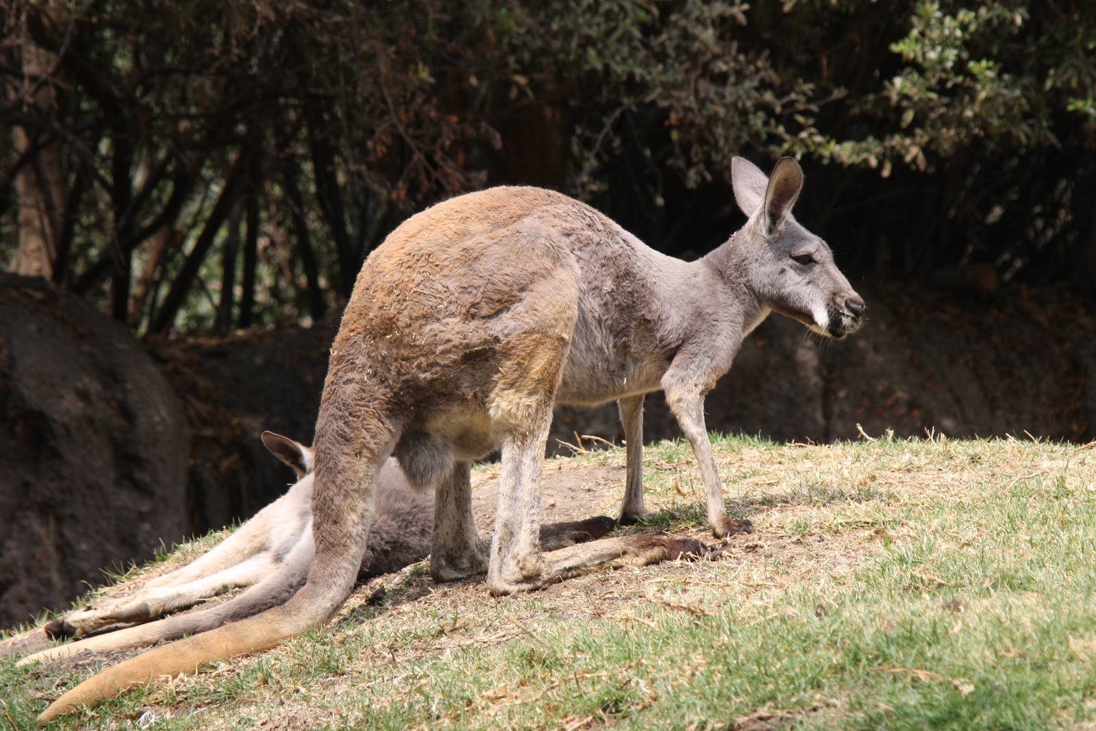 2013 Chapultepec Zoo