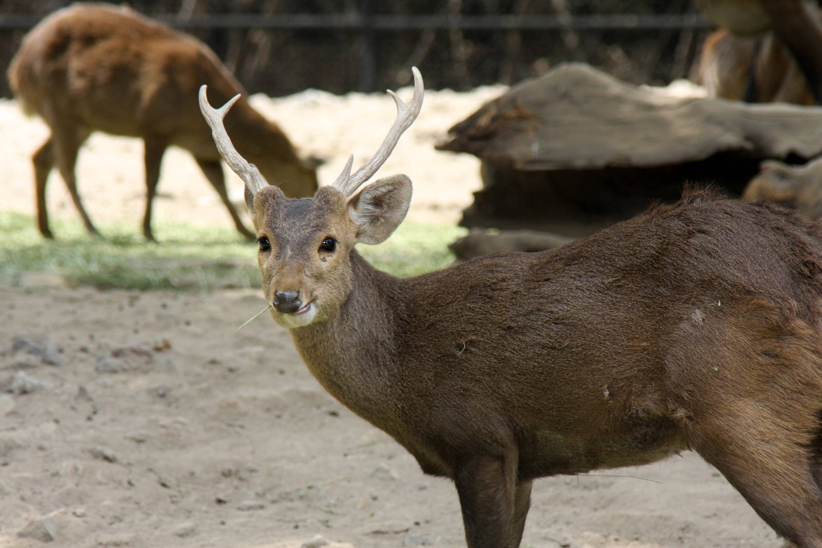 2013 Chapultepec Zoo