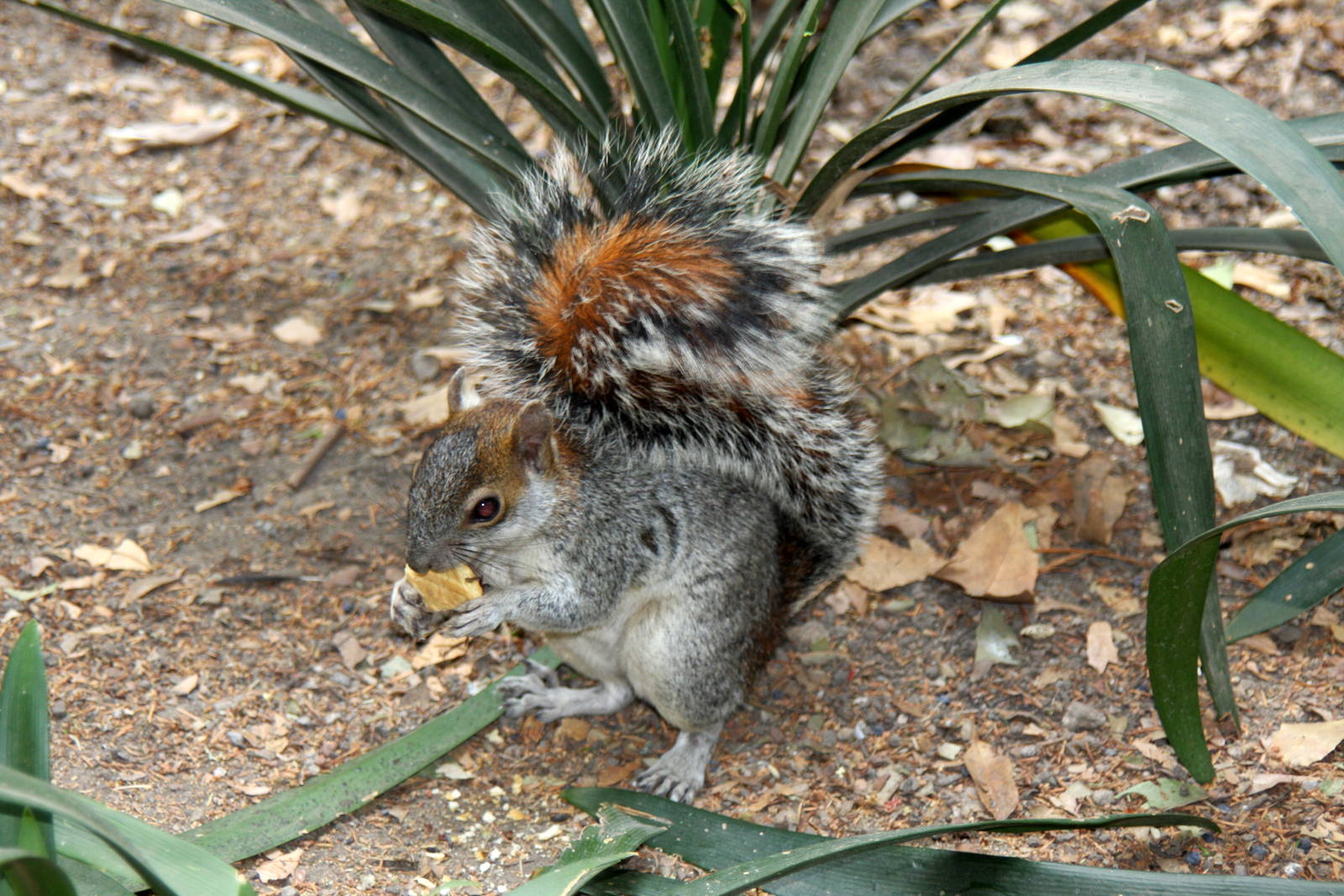 2013 Chapultepec Zoo