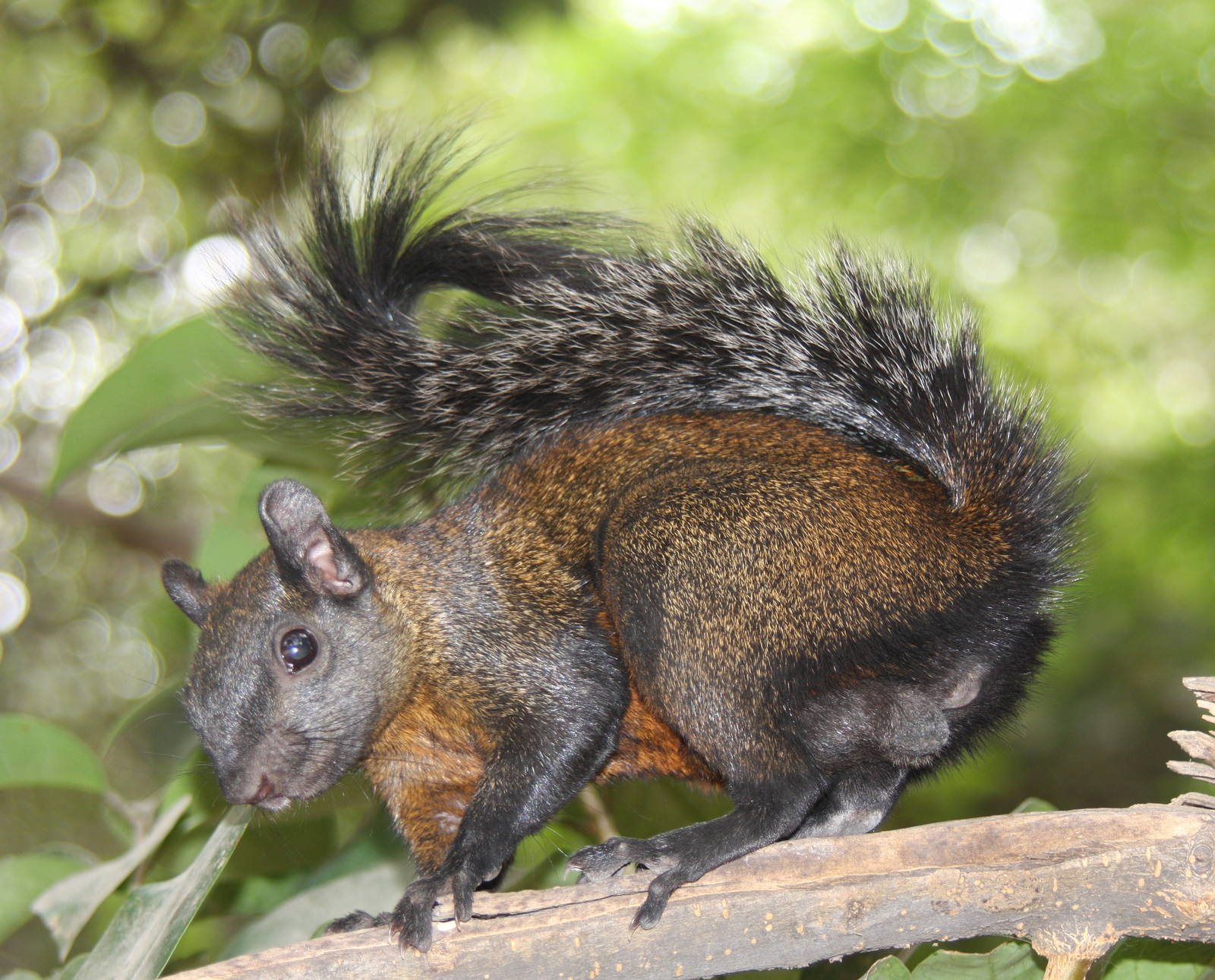 2013 Chapultepec Zoo