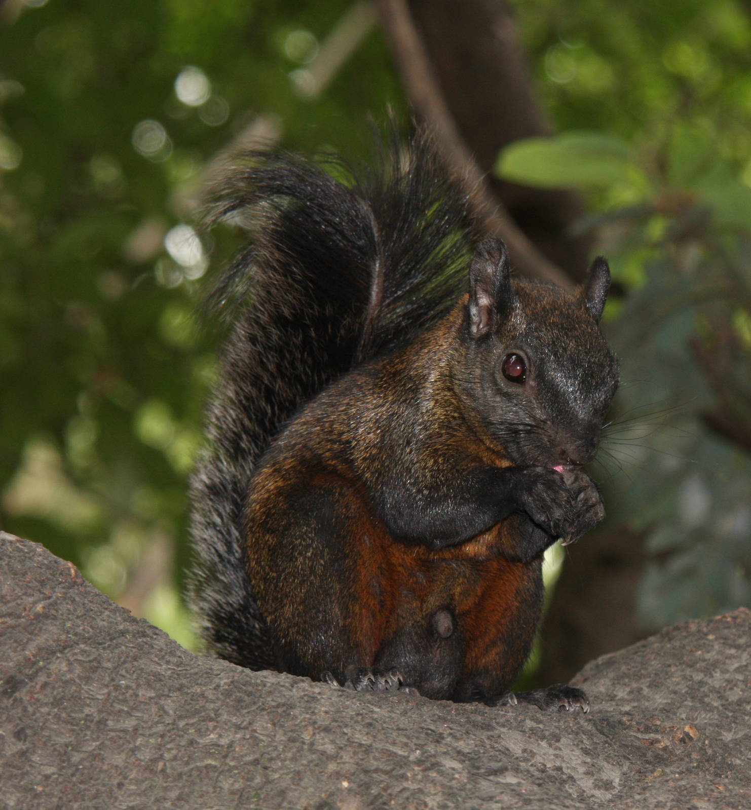 2013 Chapultepec Zoo