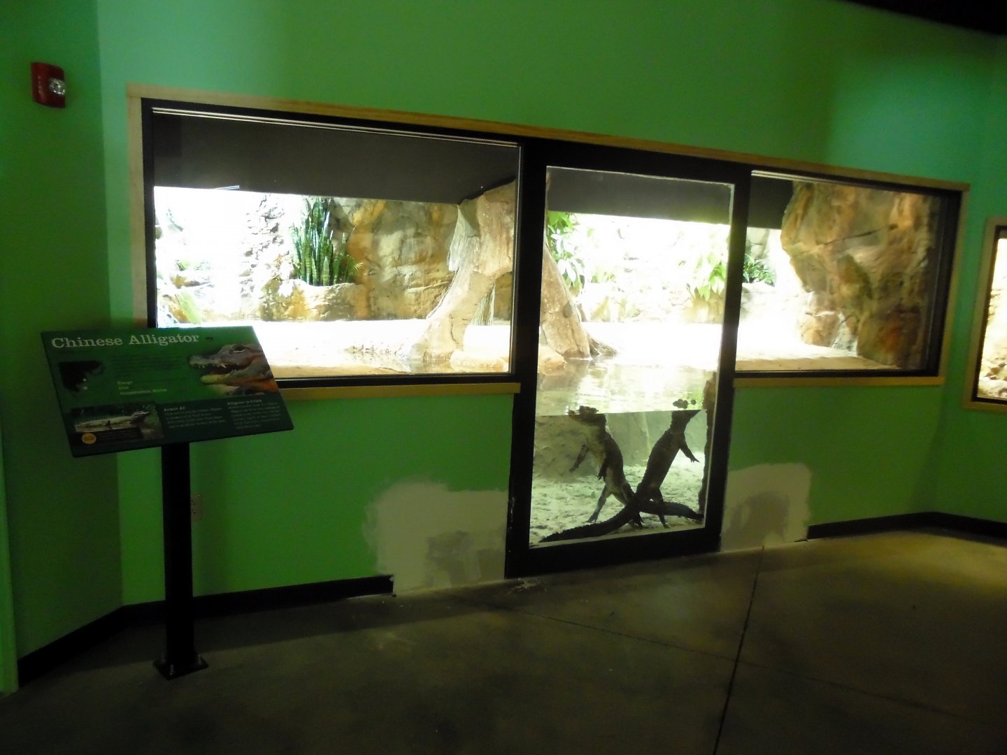 2013 - Chinese Alligator Exhibit