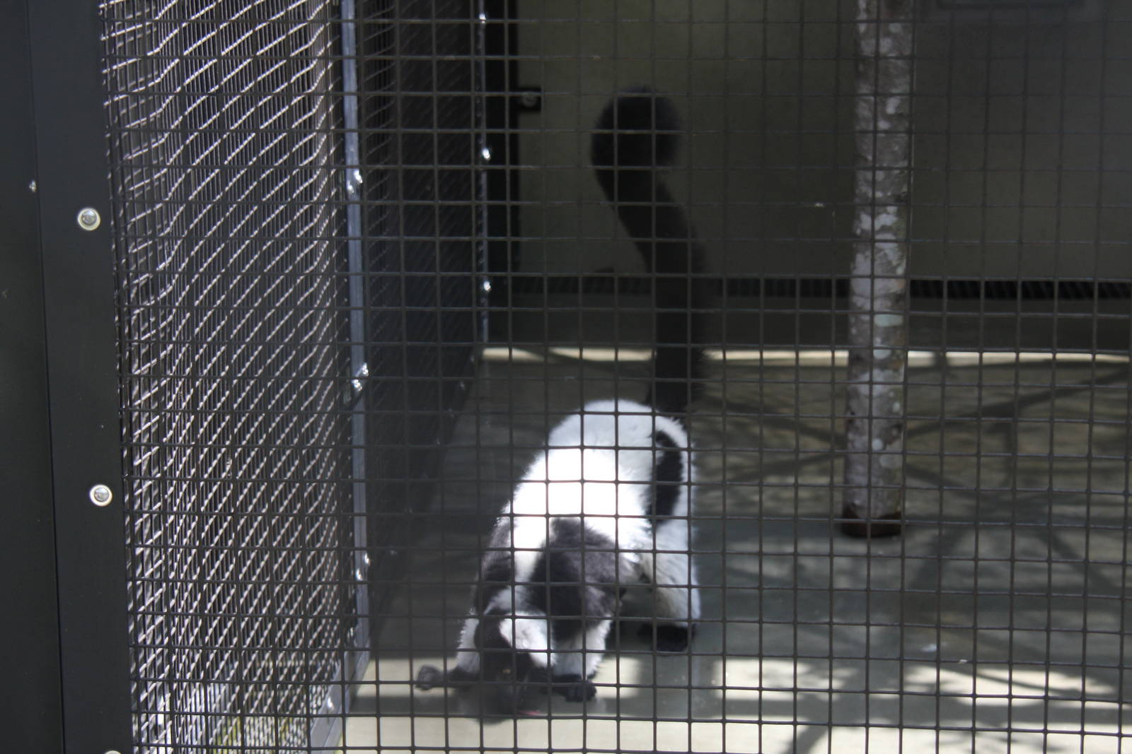 2013: Duke Lemur Center