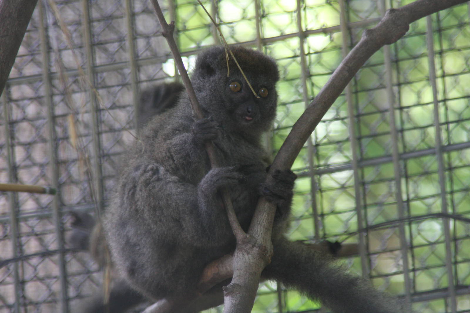 2013: Duke Lemur Center