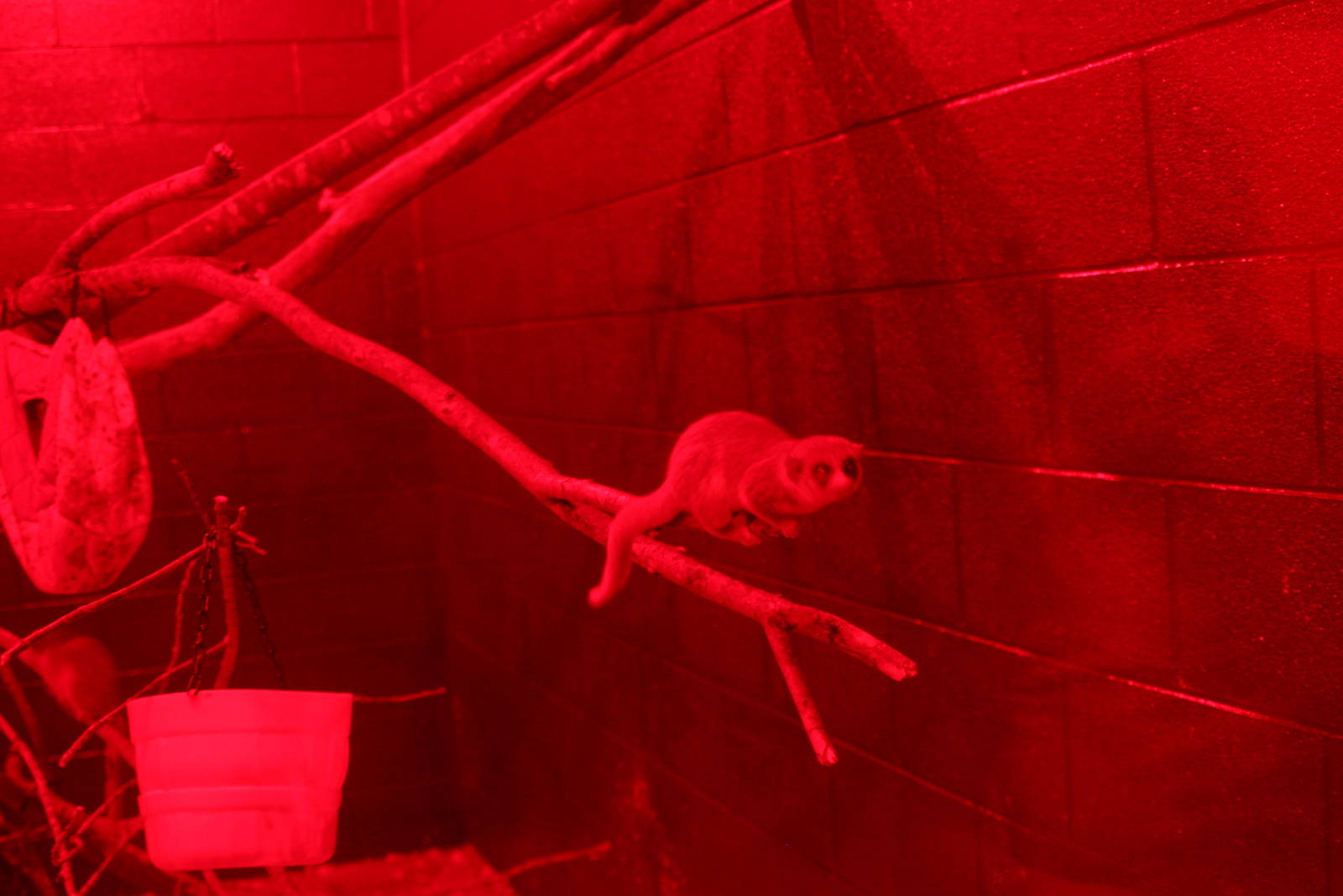 2013: Duke Lemur Center