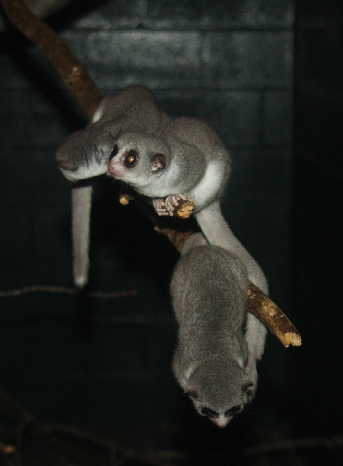 2013: Duke Lemur Center