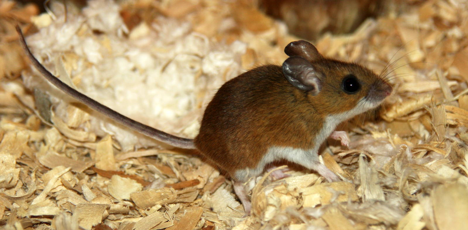 2013: Fort Wayne Children's Zoo