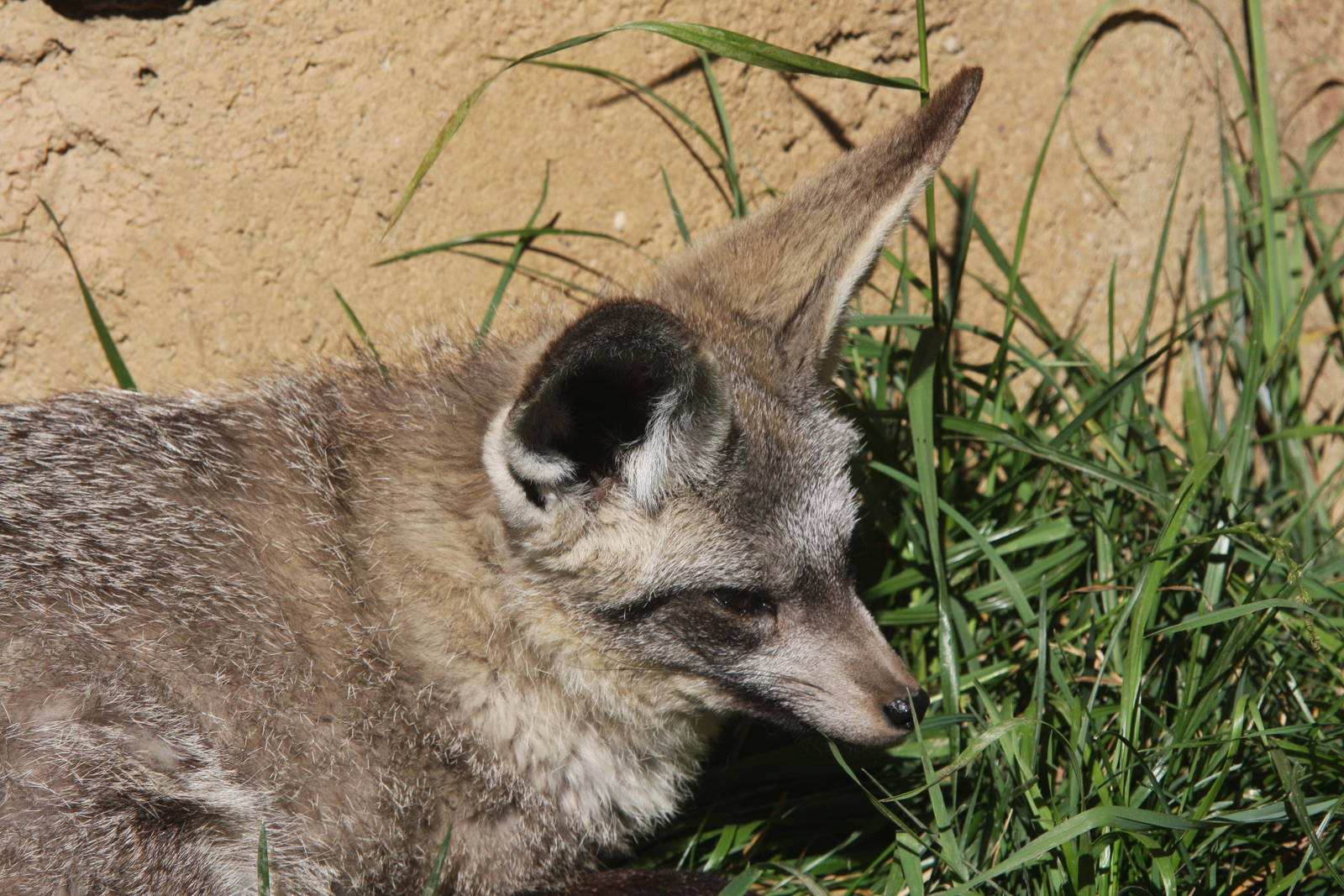 2013: Fort Wayne Children's Zoo