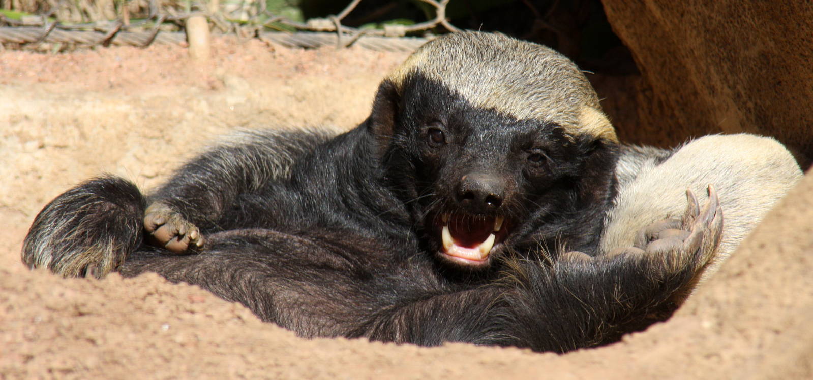 2013: Fort Wayne Children's Zoo