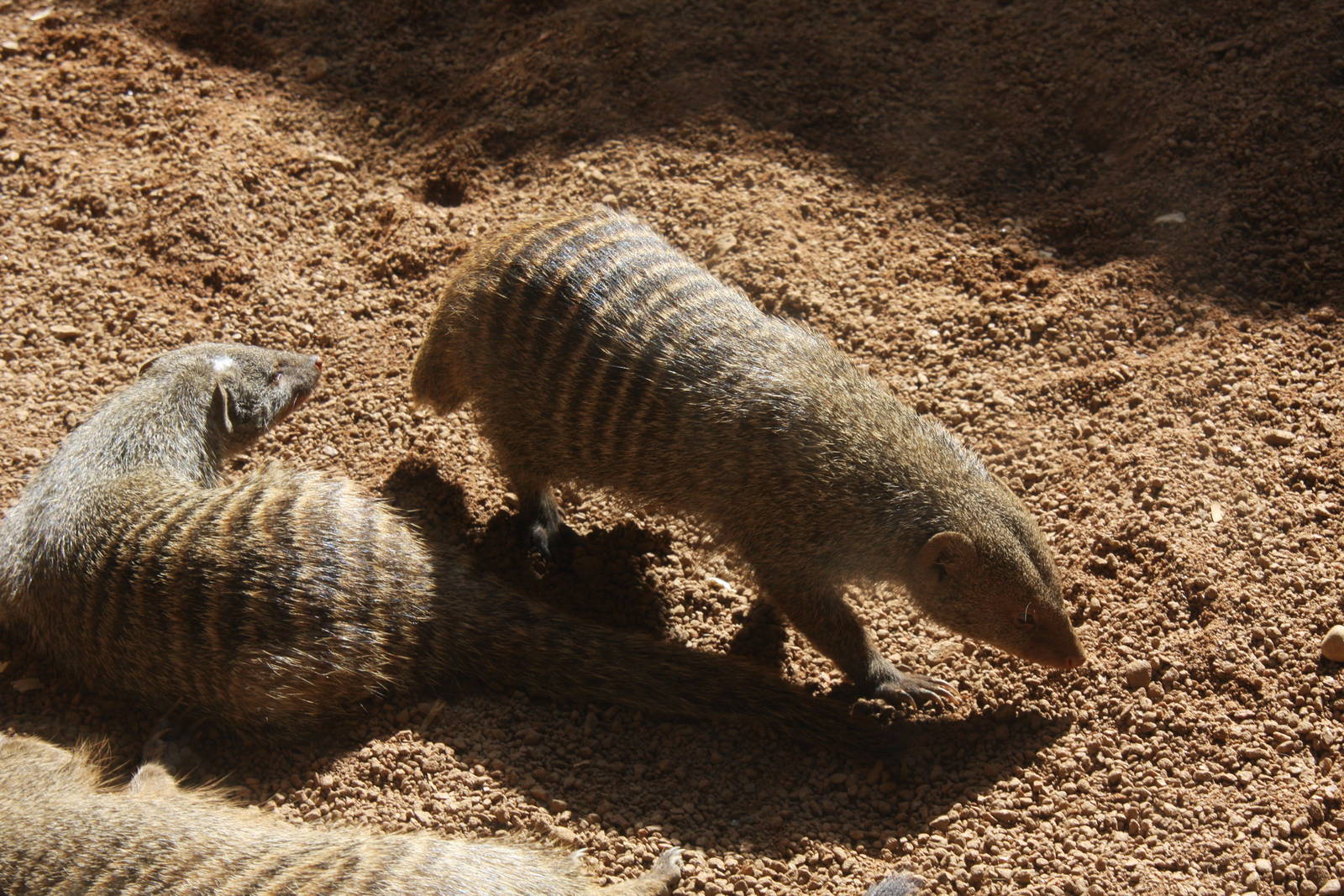 2013: Fort Wayne Children's Zoo