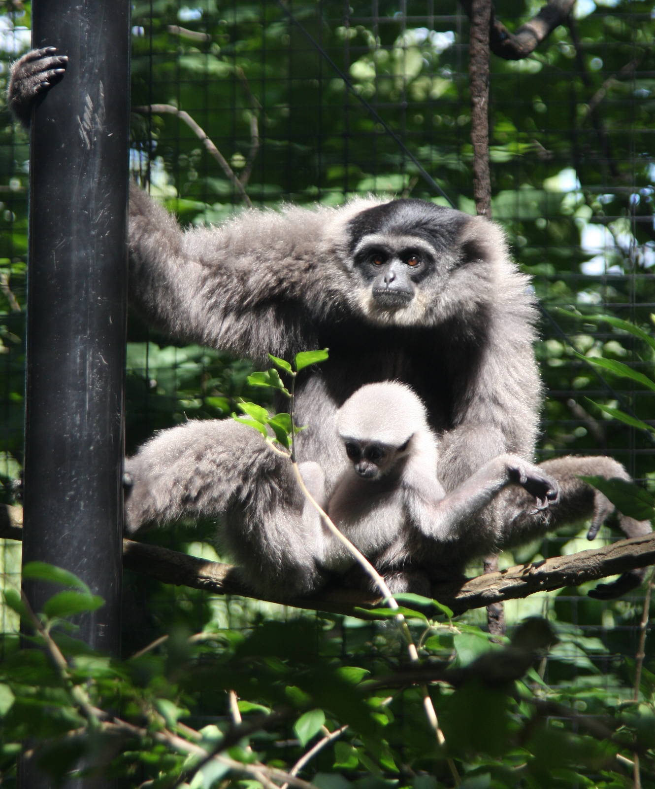 2013: Fort Wayne Children's Zoo