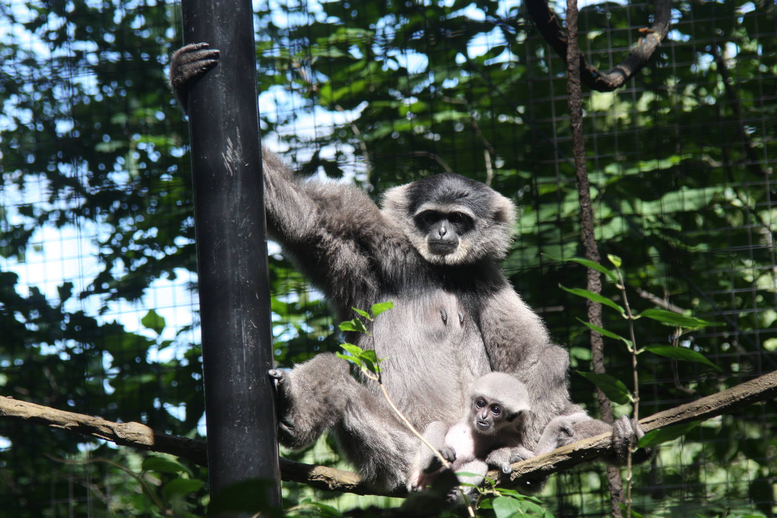 2013: Fort Wayne Children's Zoo