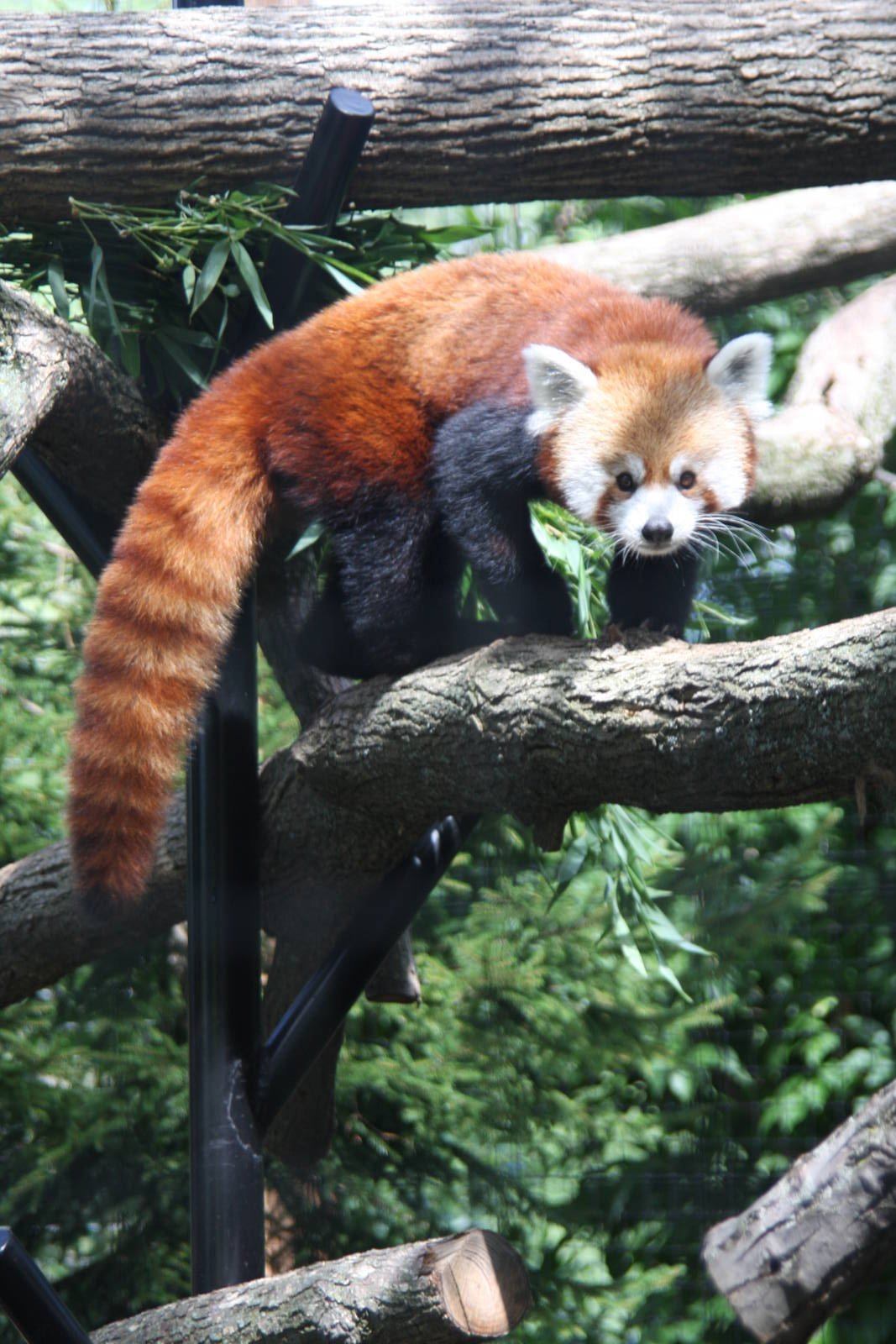 2013: Fort Wayne Children's Zoo