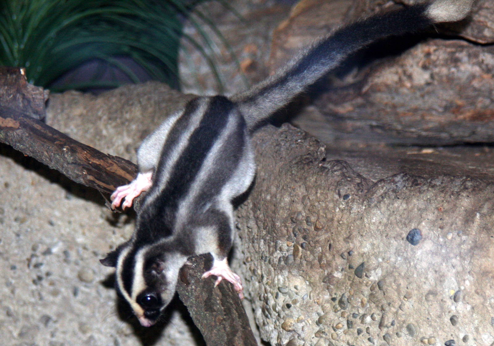 2013: Fort Wayne Children's Zoo