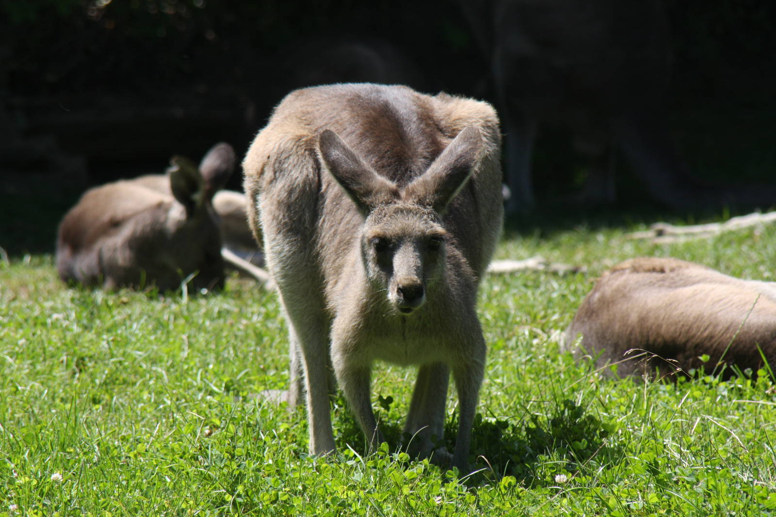 2013: Fort Wayne Children's Zoo