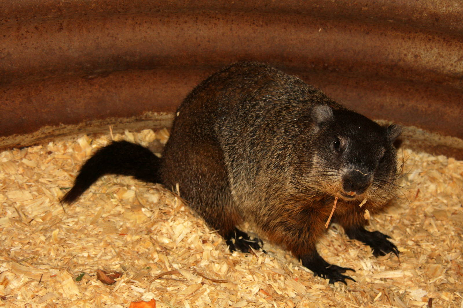 2013: Hutchinson Zoo