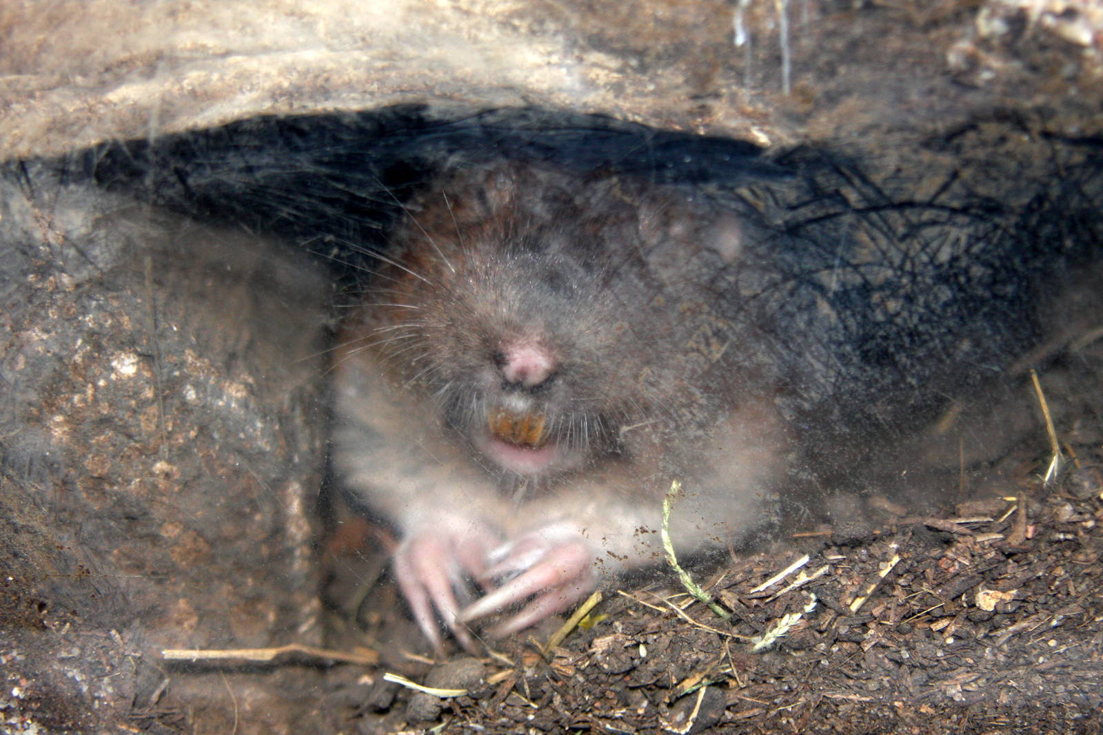 2013: Hutchinson Zoo