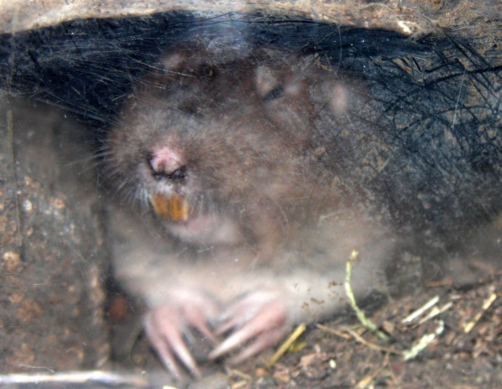 2013: Hutchinson Zoo