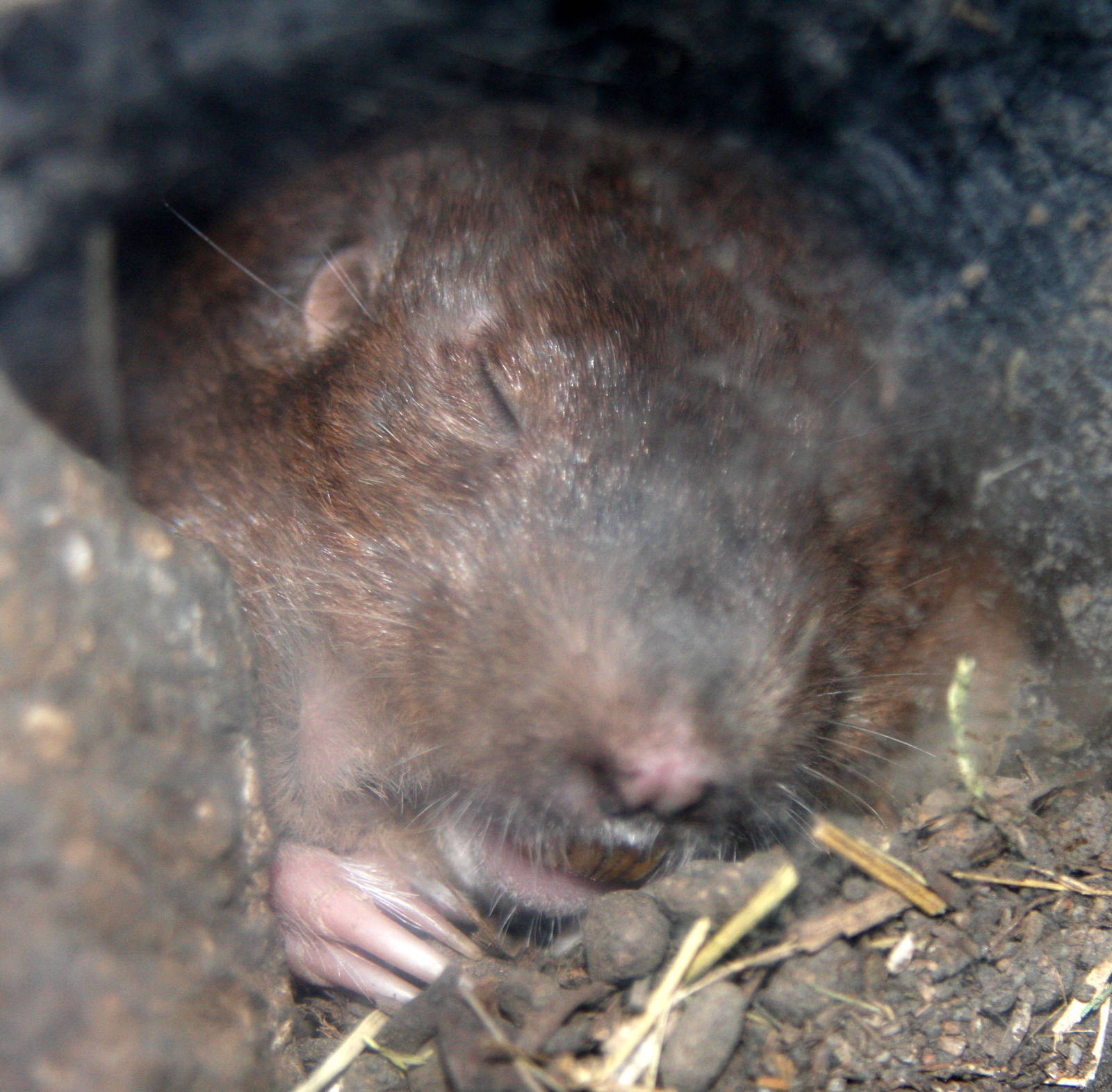 2013: Hutchinson Zoo