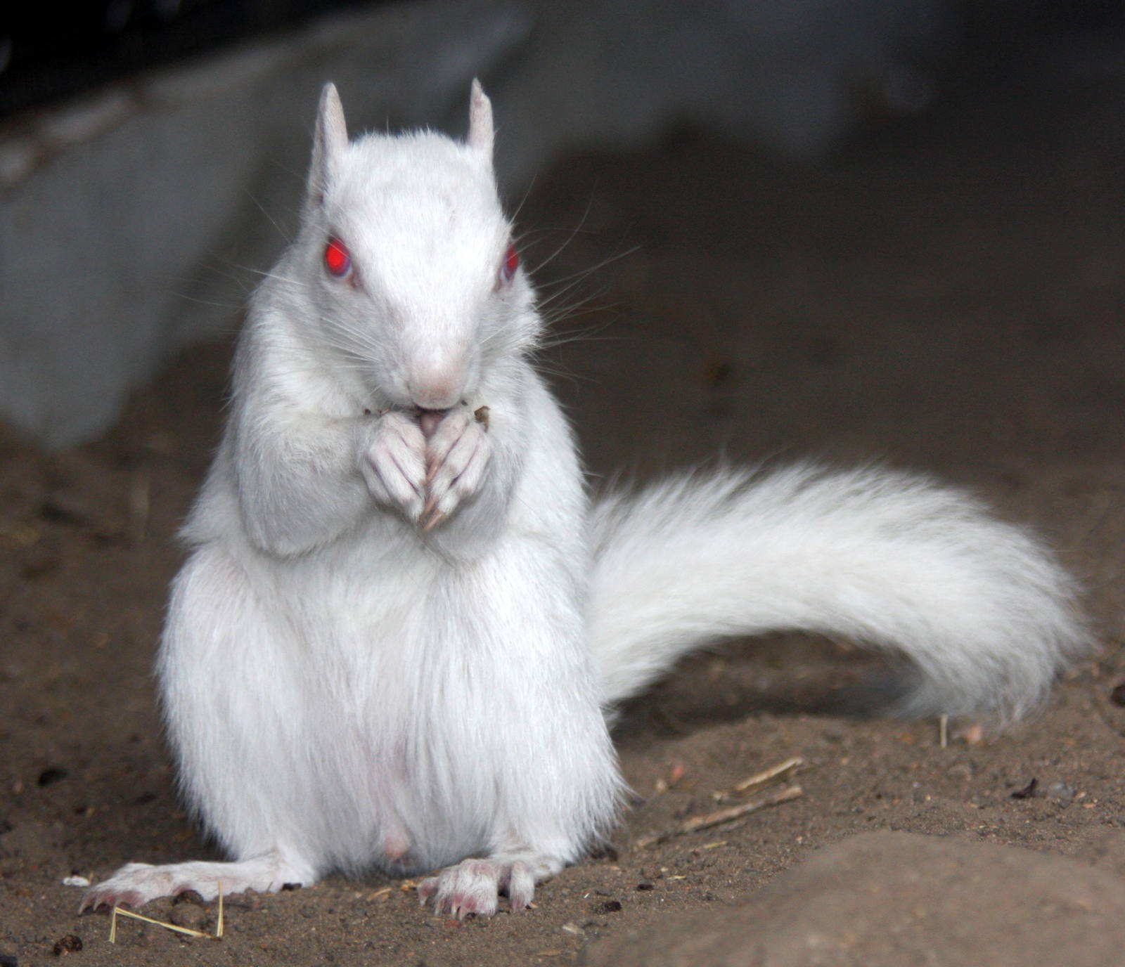 2013: Hutchinson Zoo