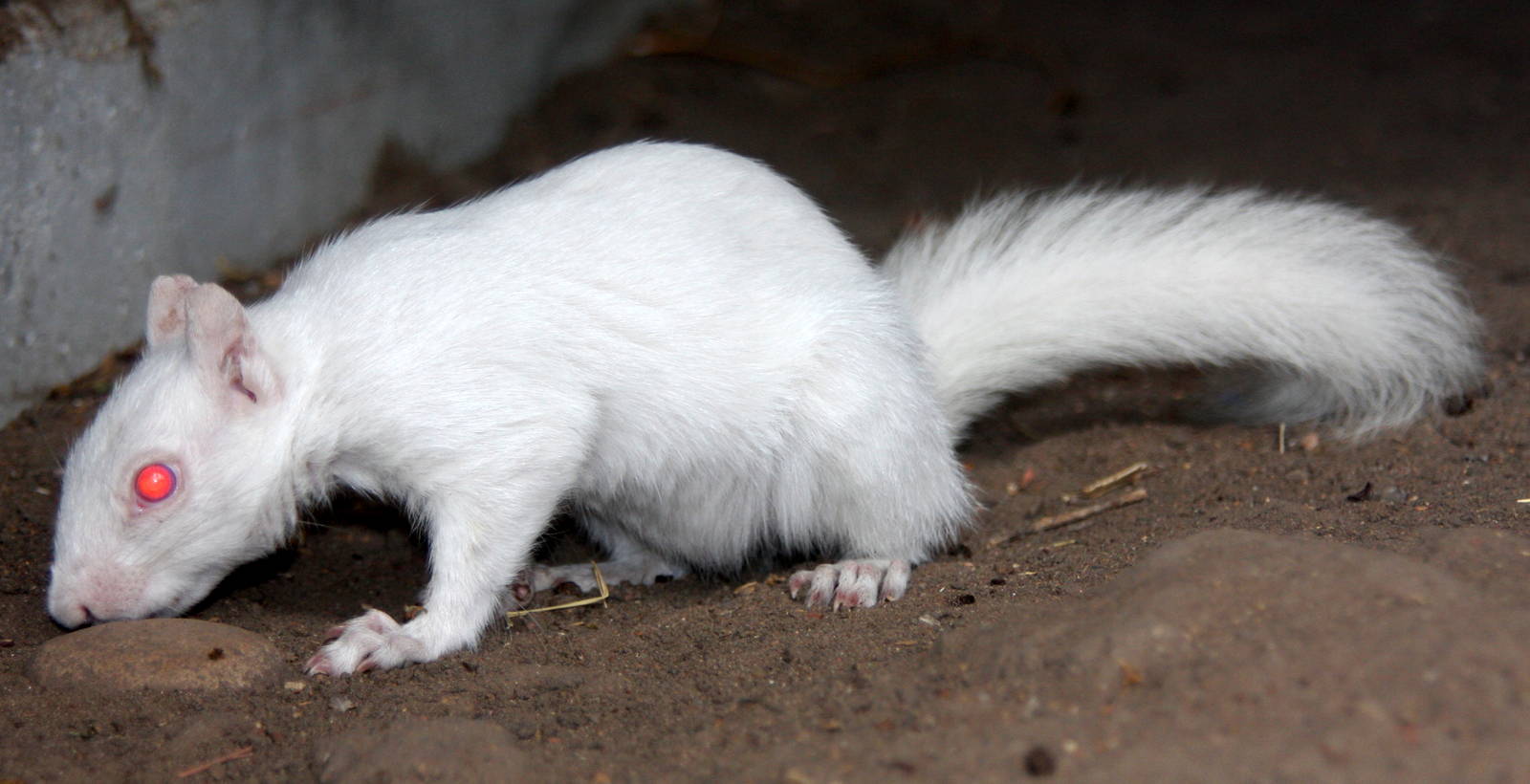 2013: Hutchinson Zoo