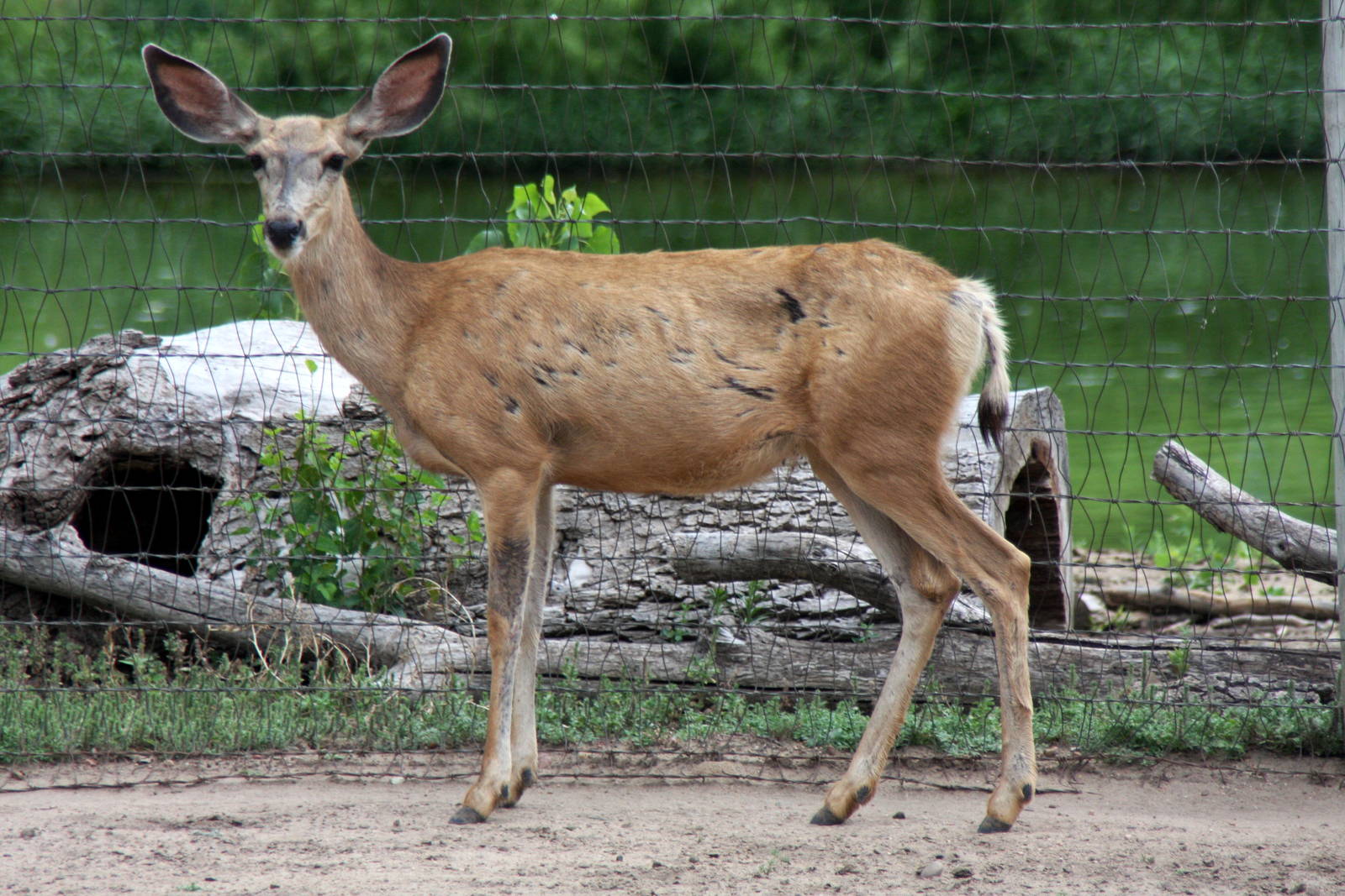 2013: Hutchinson Zoo