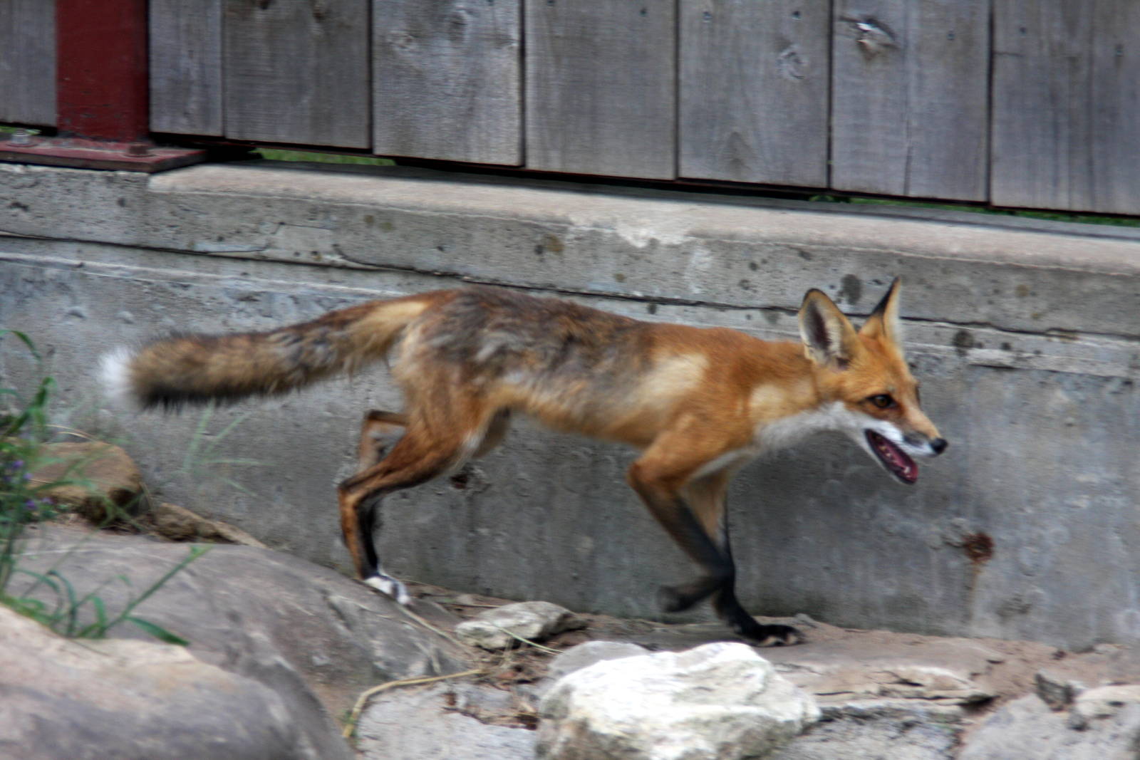 2013: Hutchinson Zoo