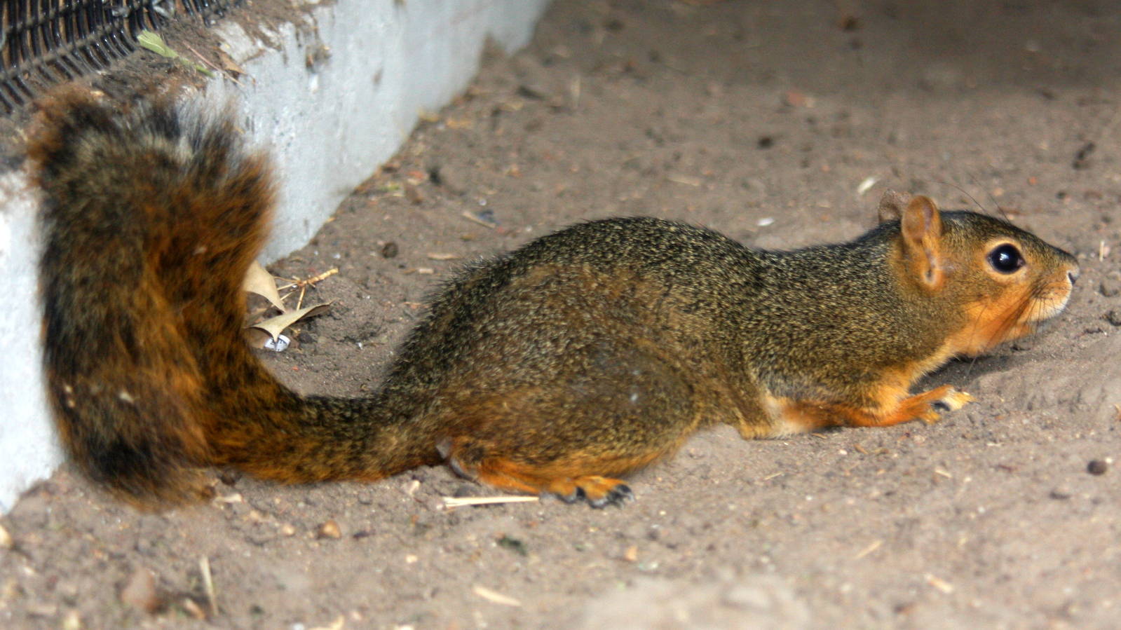 2013: Hutchinson Zoo