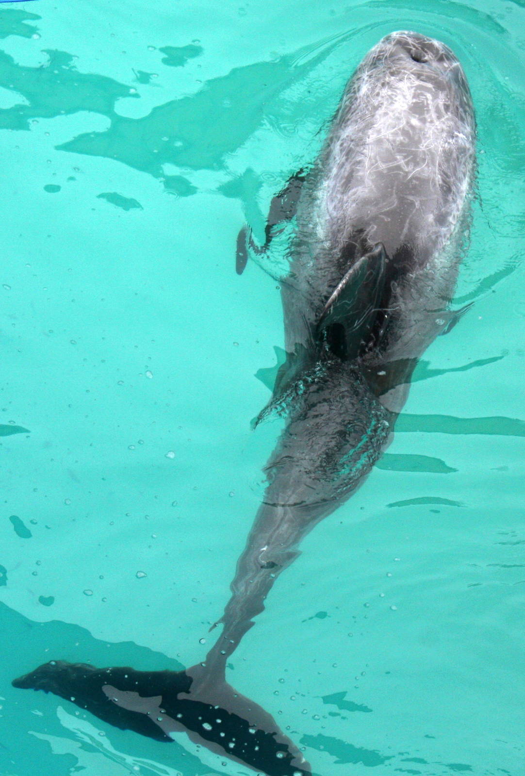 2013: Long Island Aquarium