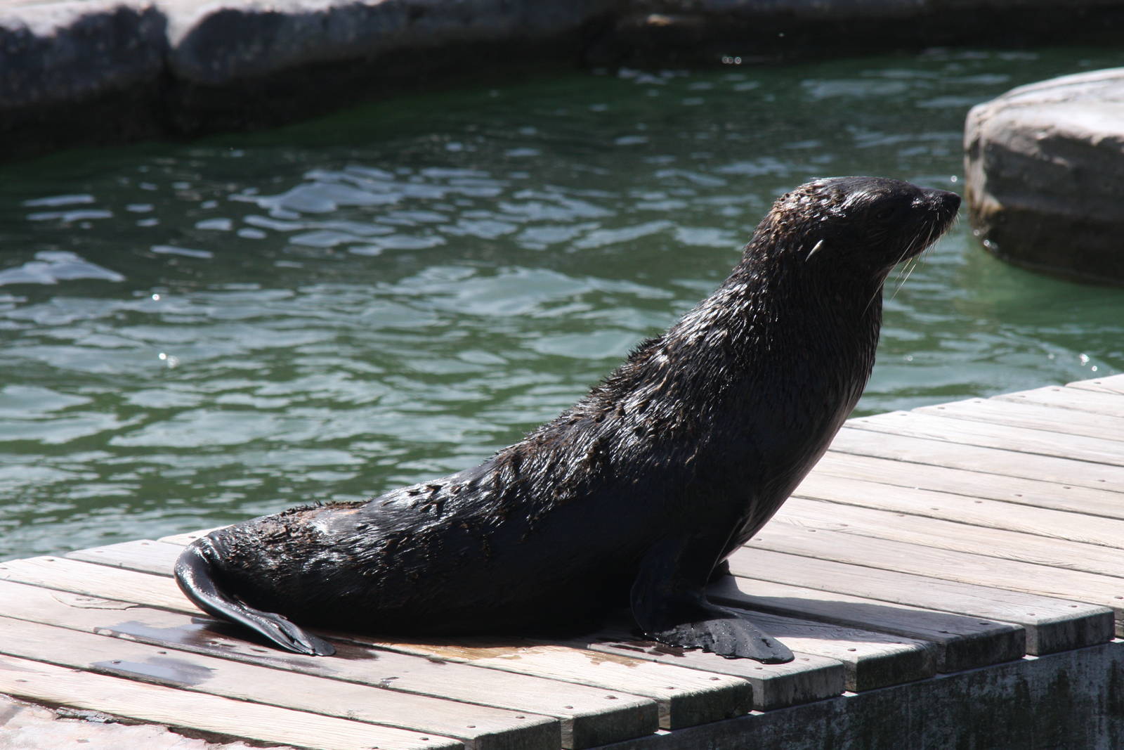 2013 Mar del Plata Aquarium