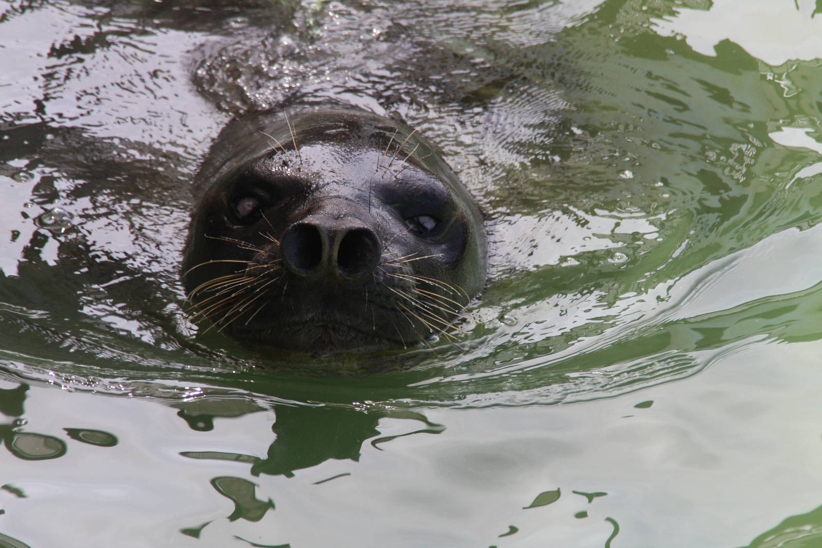 2013 Mar del Plata Aquarium