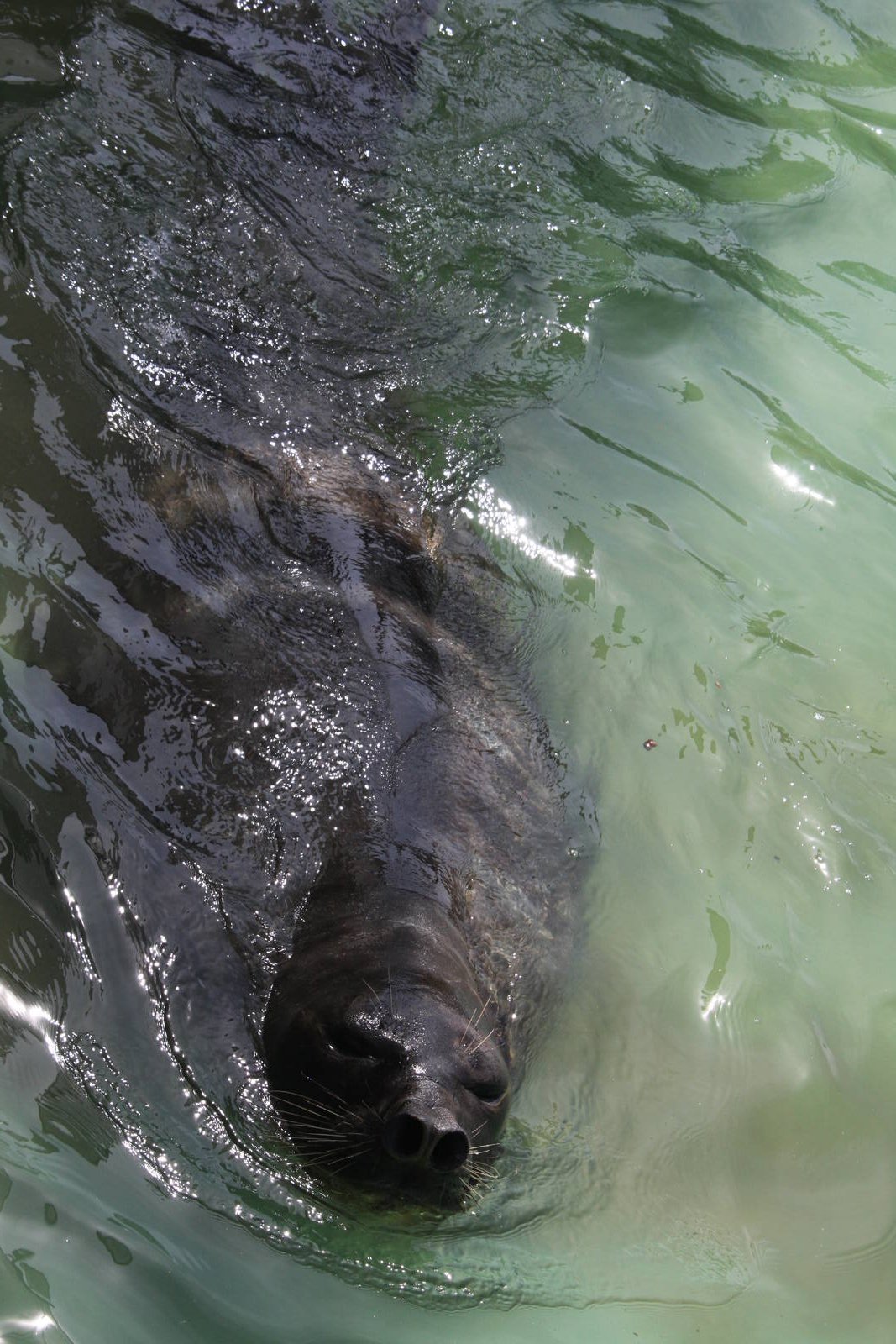 2013 Mar del Plata Aquarium