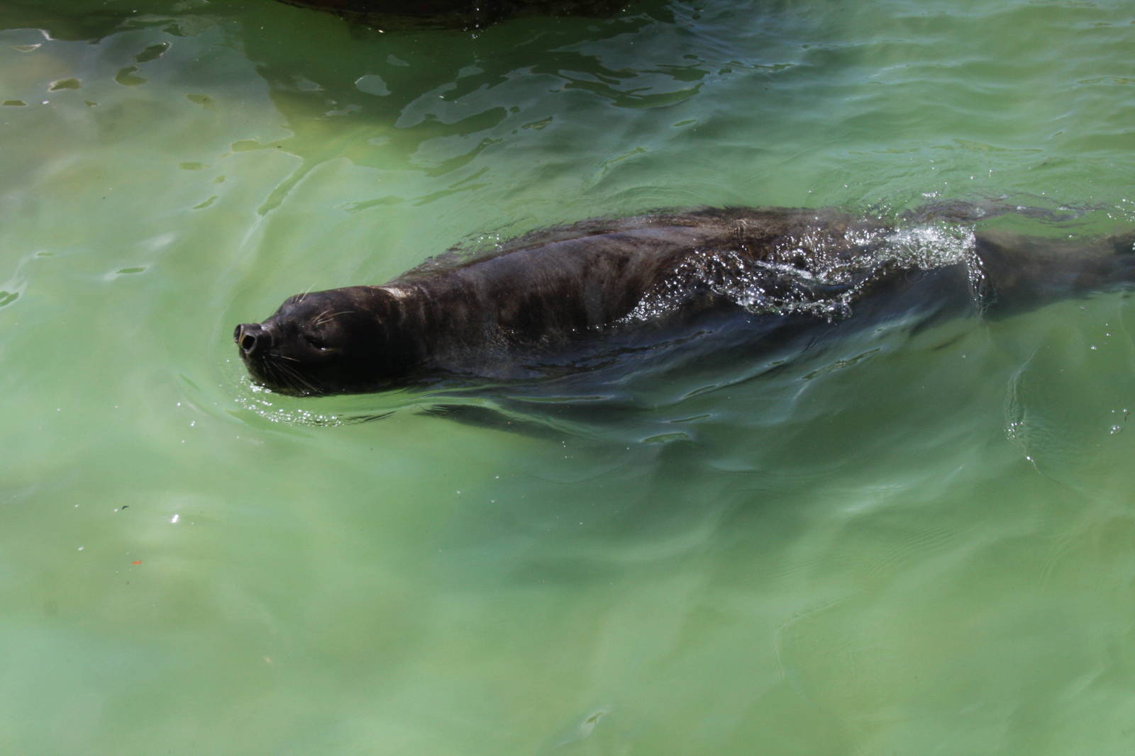 2013 Mar del Plata Aquarium