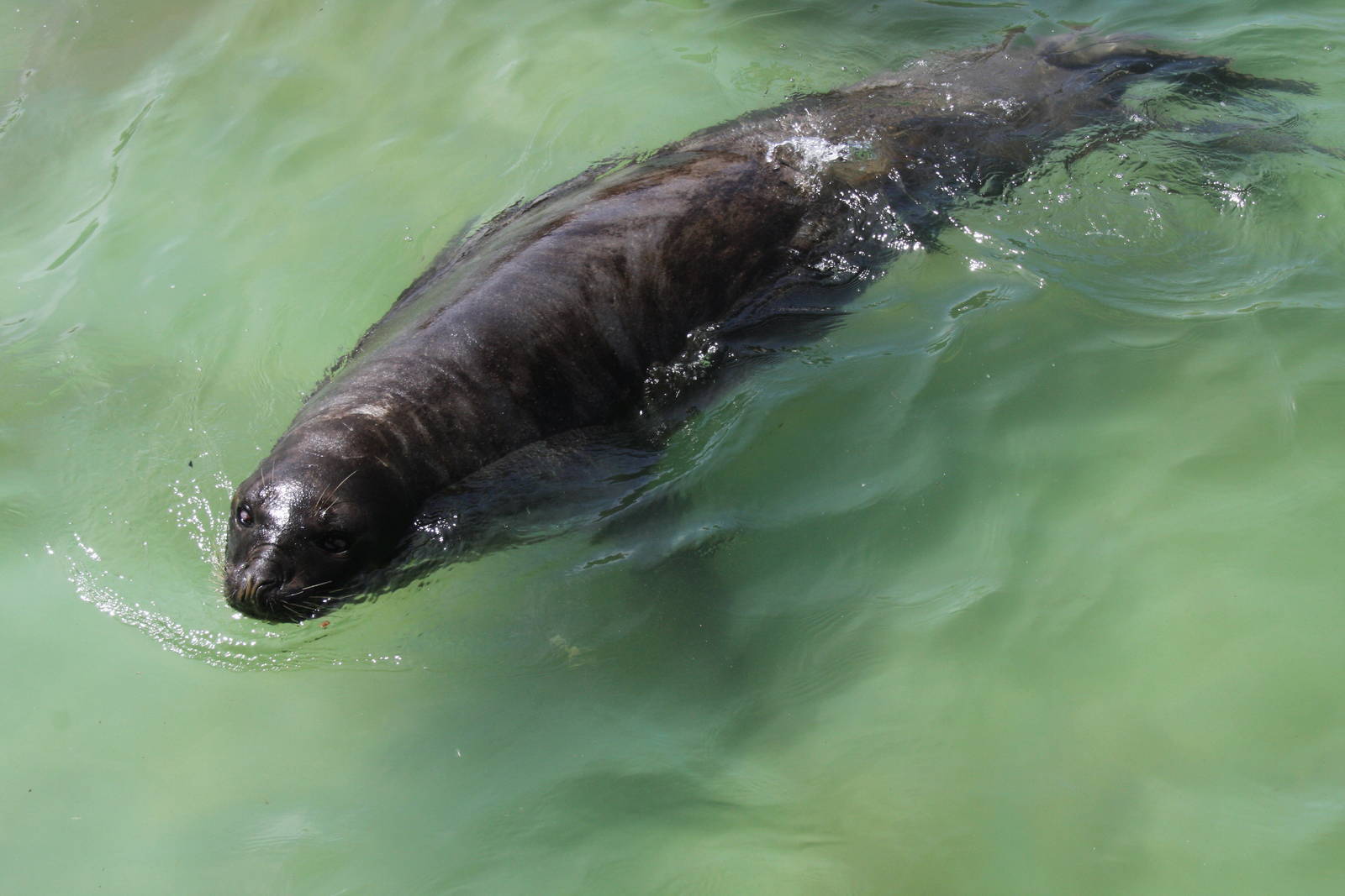 2013 Mar del Plata Aquarium