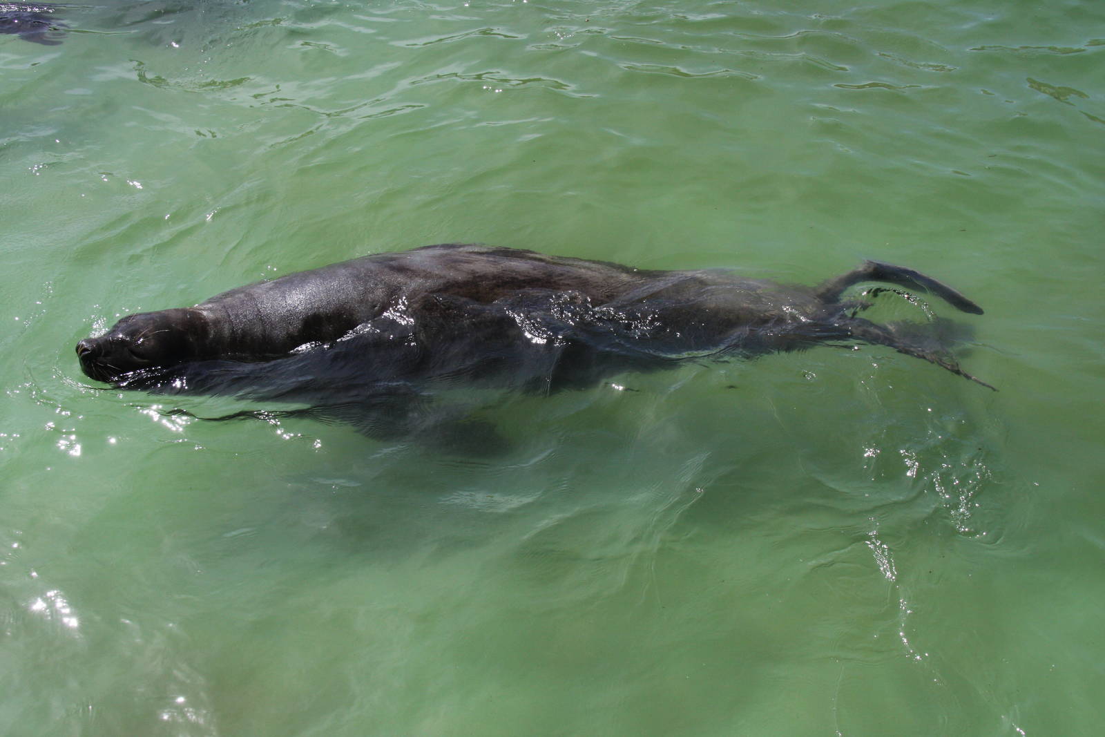 2013 Mar del Plata Aquarium