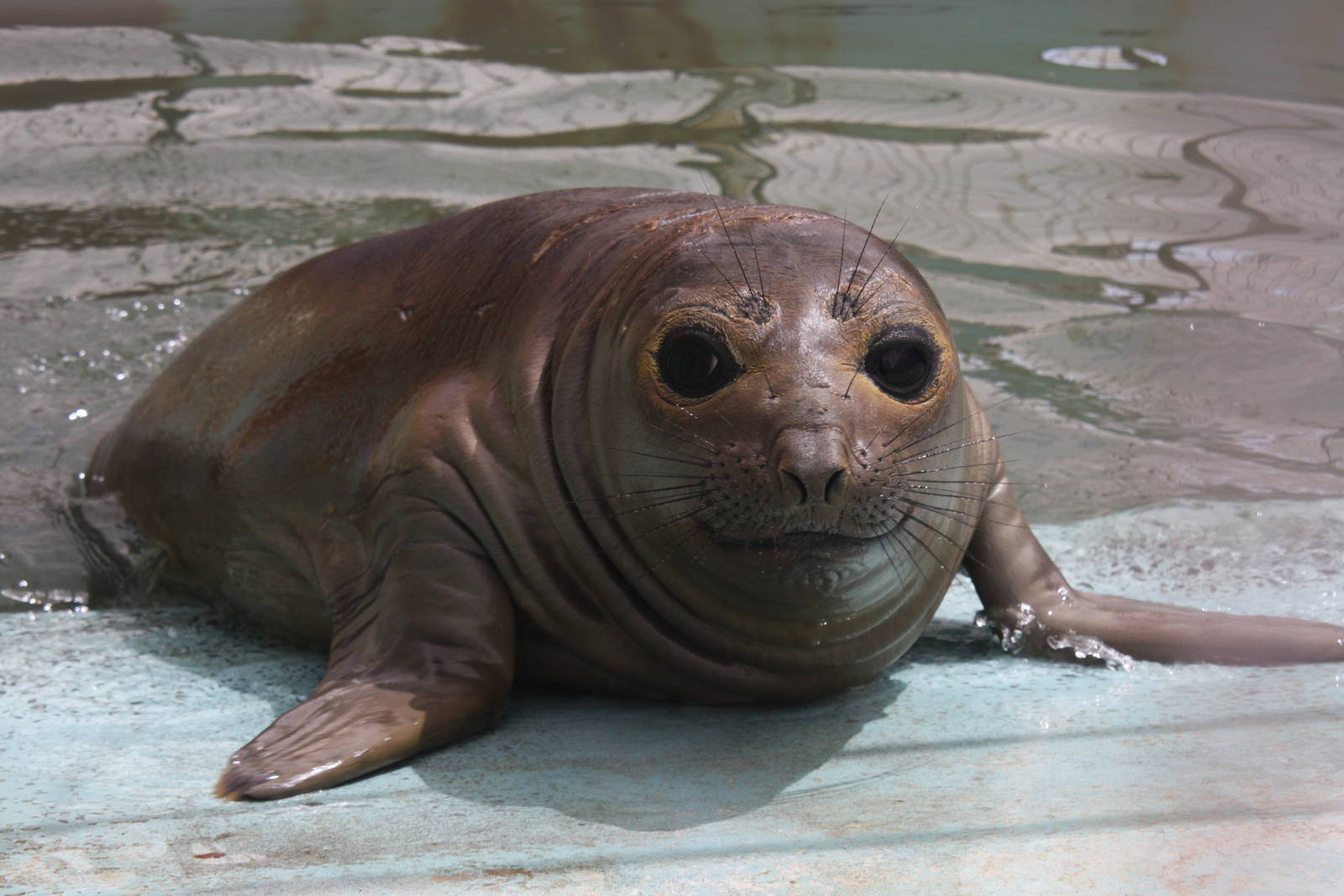 2013 Mar del Plata Aquarium