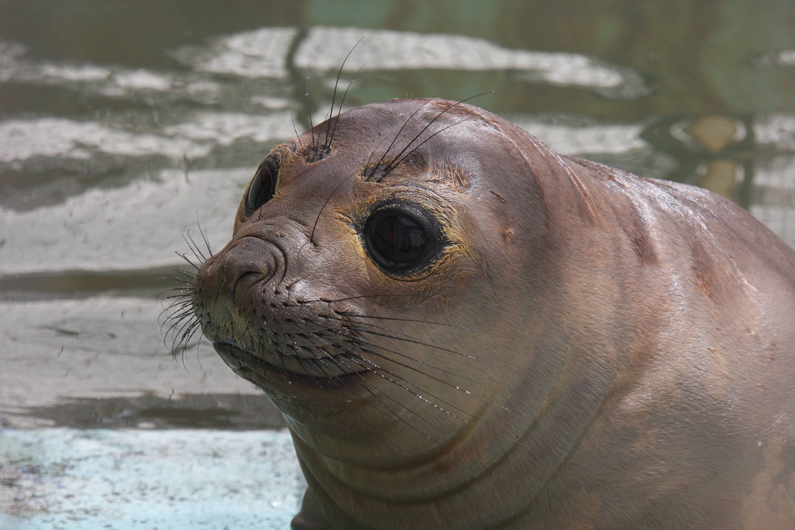 2013 Mar del Plata Aquarium