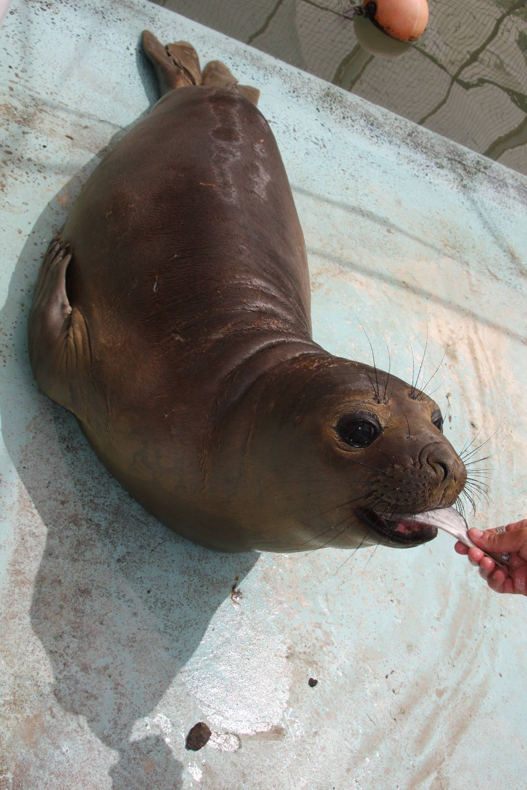2013 Mar del Plata Aquarium