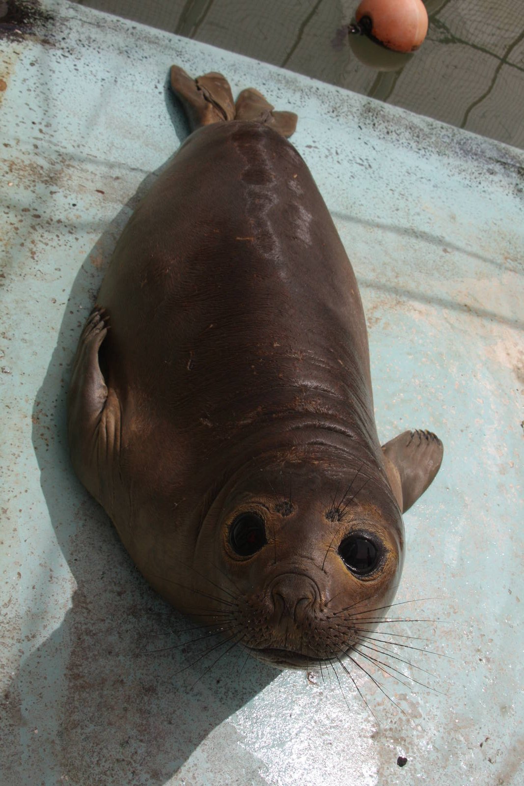 2013 Mar del Plata Aquarium
